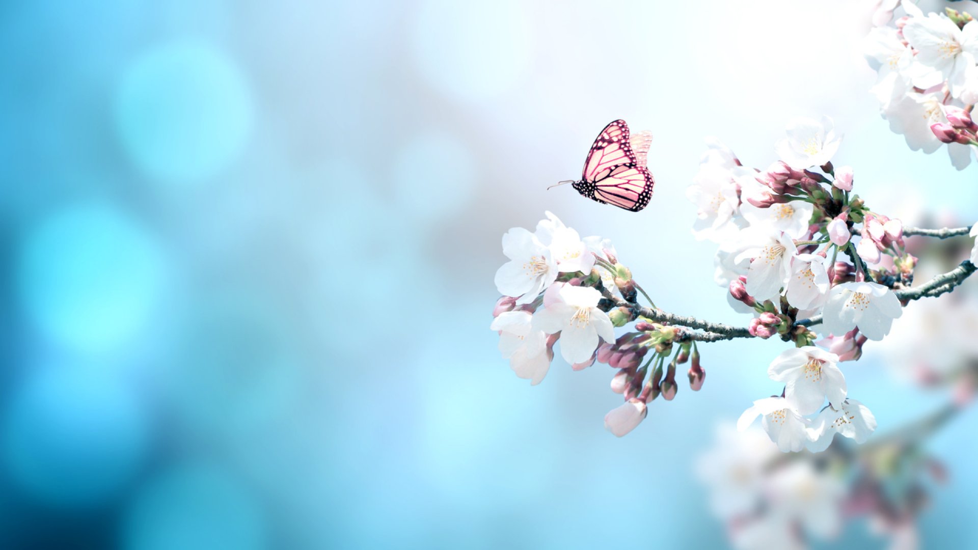 Pillangó-csalogató kerti virágok: 7 varázslatos növény, amik elbűvölik a kerted lakóit