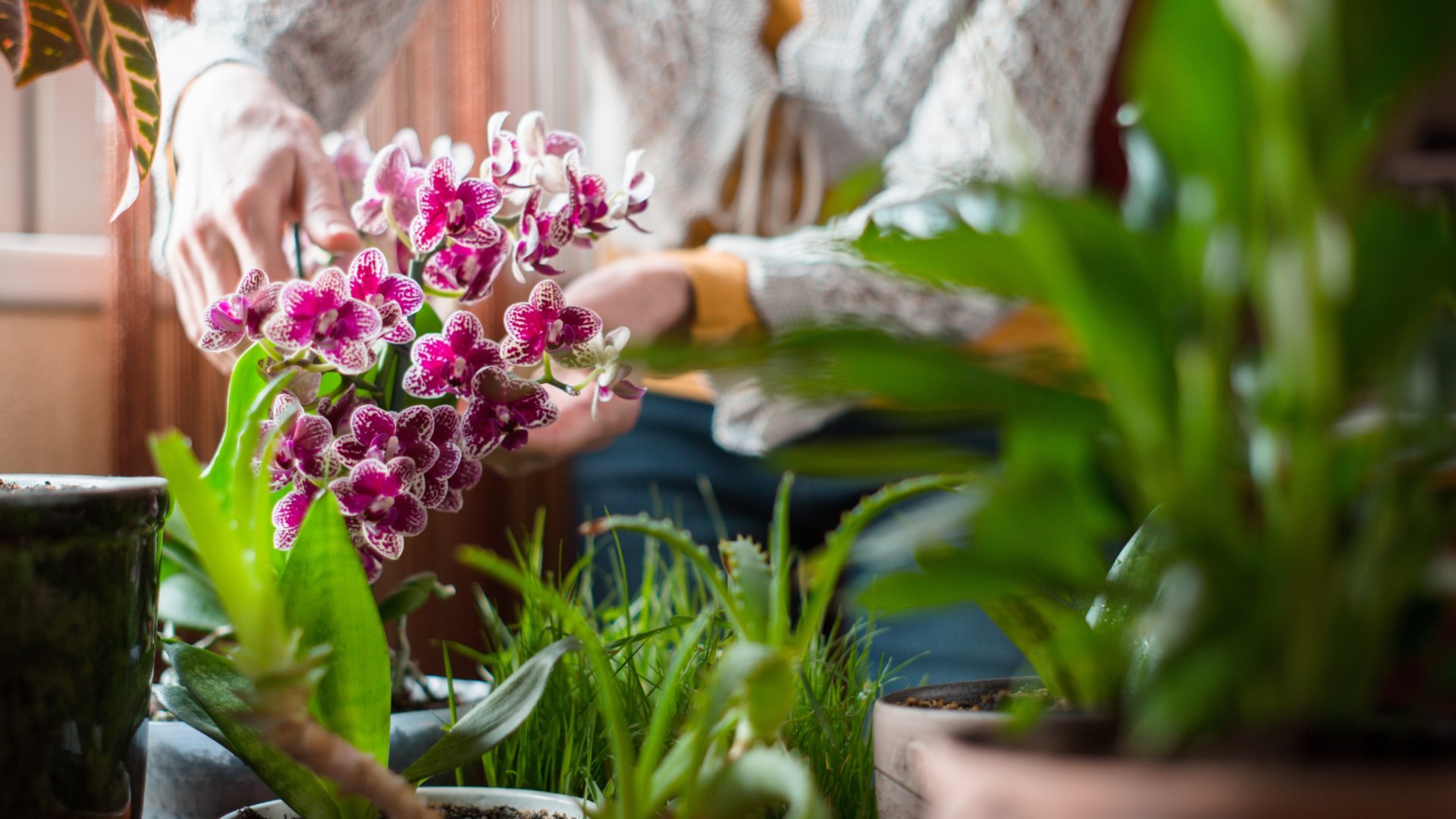 Ha ezek mellé a növények mellé teszed az orchideát, biztos nem fog többet virágozni!