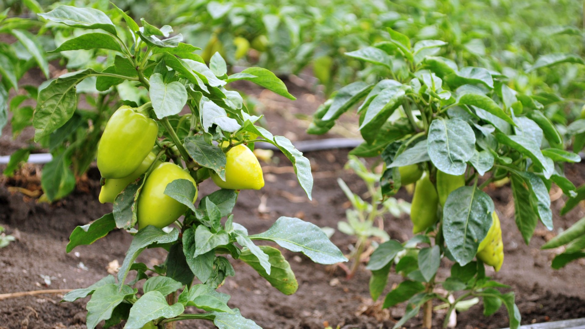 6 ok, amiért nem kezd nőni a paprika talajba ültetés után 6 ok, amiért nem kezd nőni a paprika talajba ültetés után