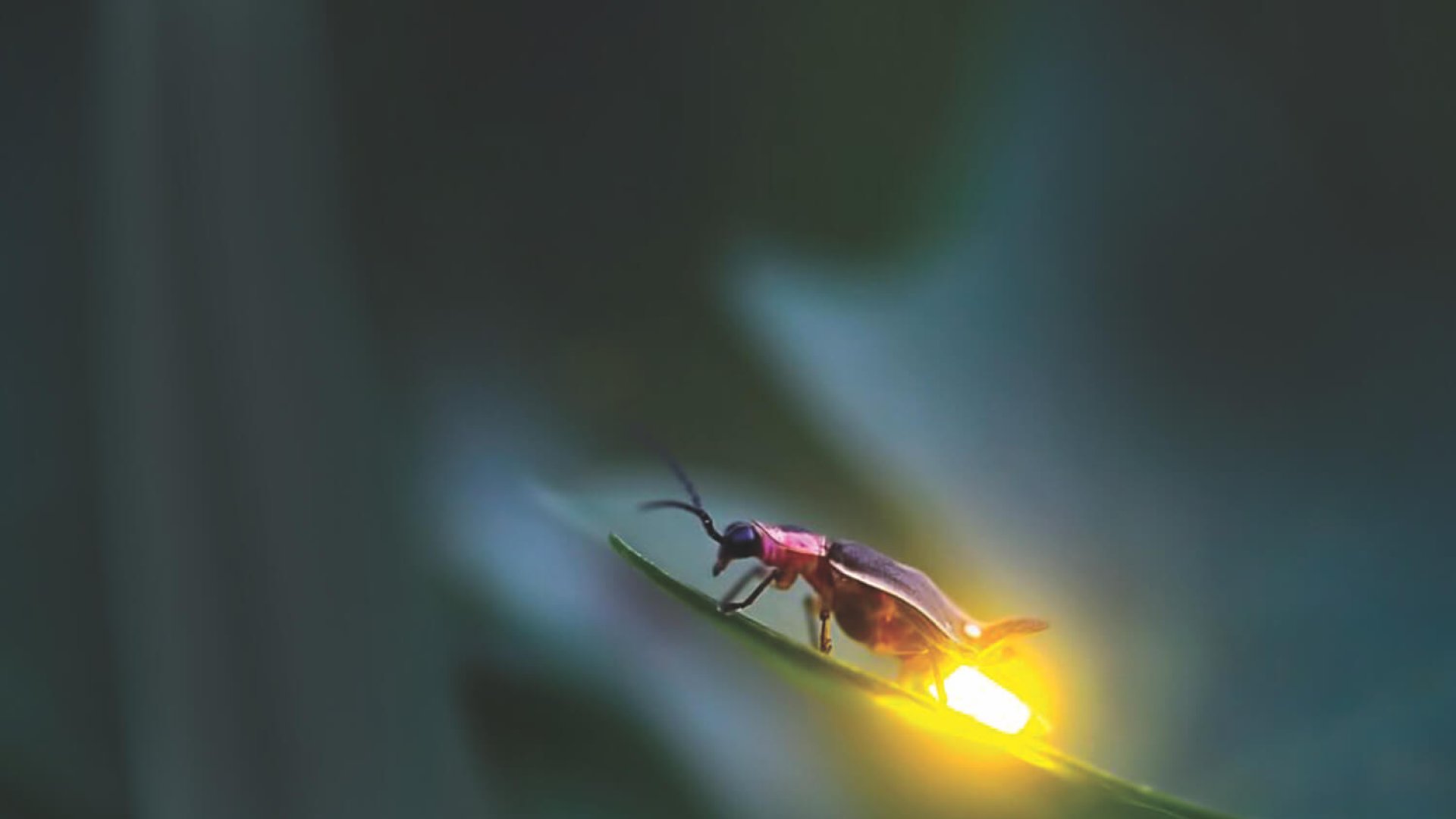  A Természet Varázsa: Az Alcsúti Szentjánosbogár-rajzás újra itt van!