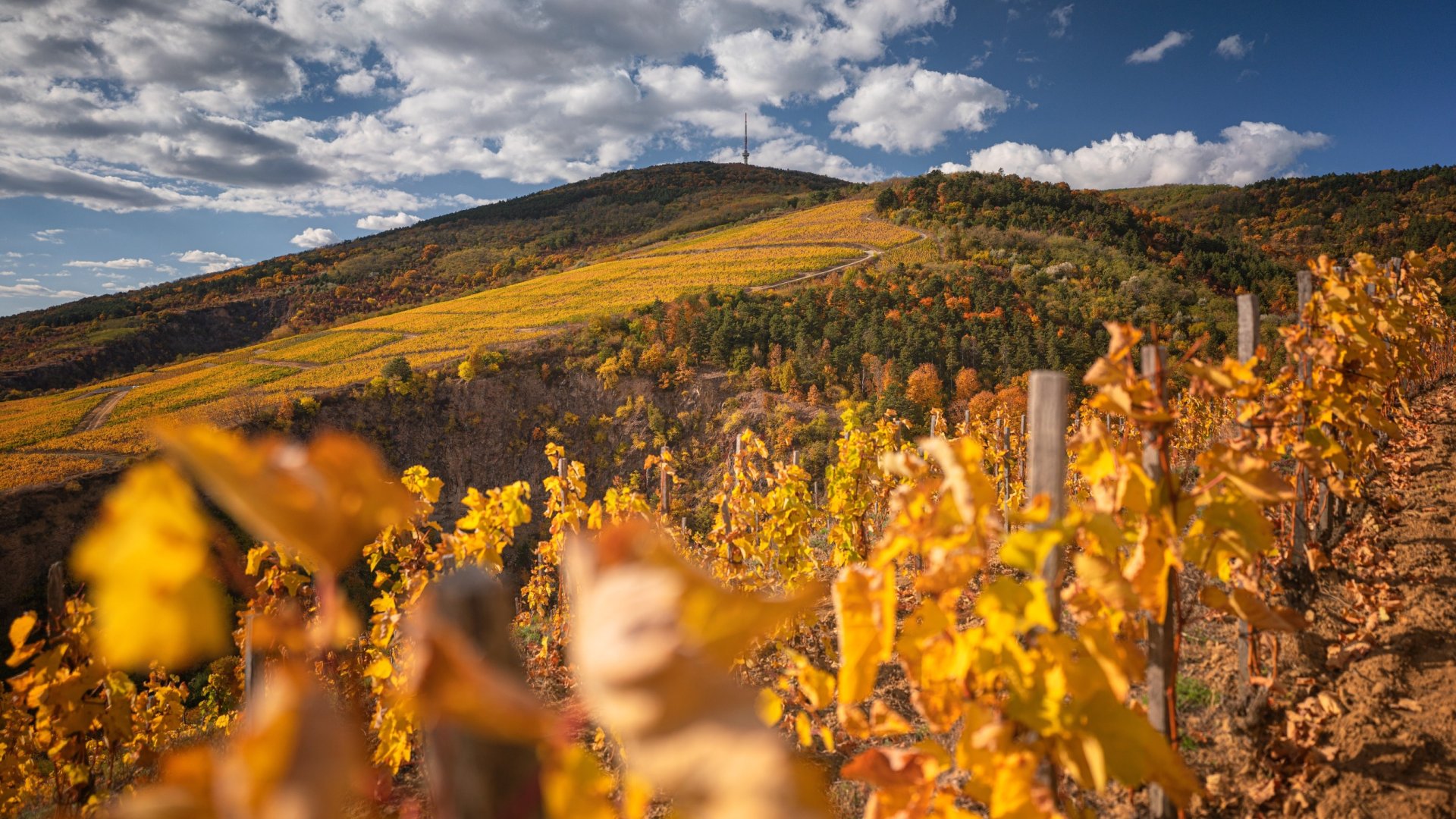 Büszkeség és elismerés: Három magyar bor a világ legjobbjai között a Decanter World Wine Awards 2023-on Büszkeség és elismerés: Három magyar bor a világ legjobbjai között a Decanter World Wine Awards 2023-on