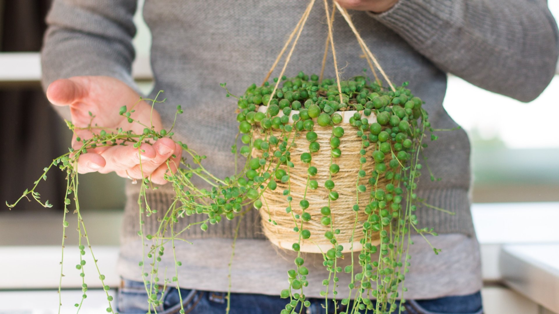 Hallottál már a gyöngysor virágról? A bája tökéletesen mutat a kis teraszokon!