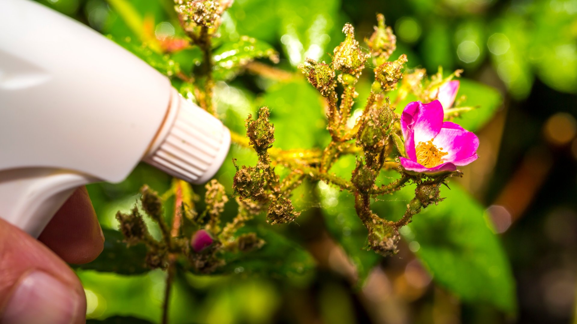 Az ecet megöli a tetveket? A szakértők tanácsot adnak, hogyan lehet a legjobban száműzni ezeket a kártevőket