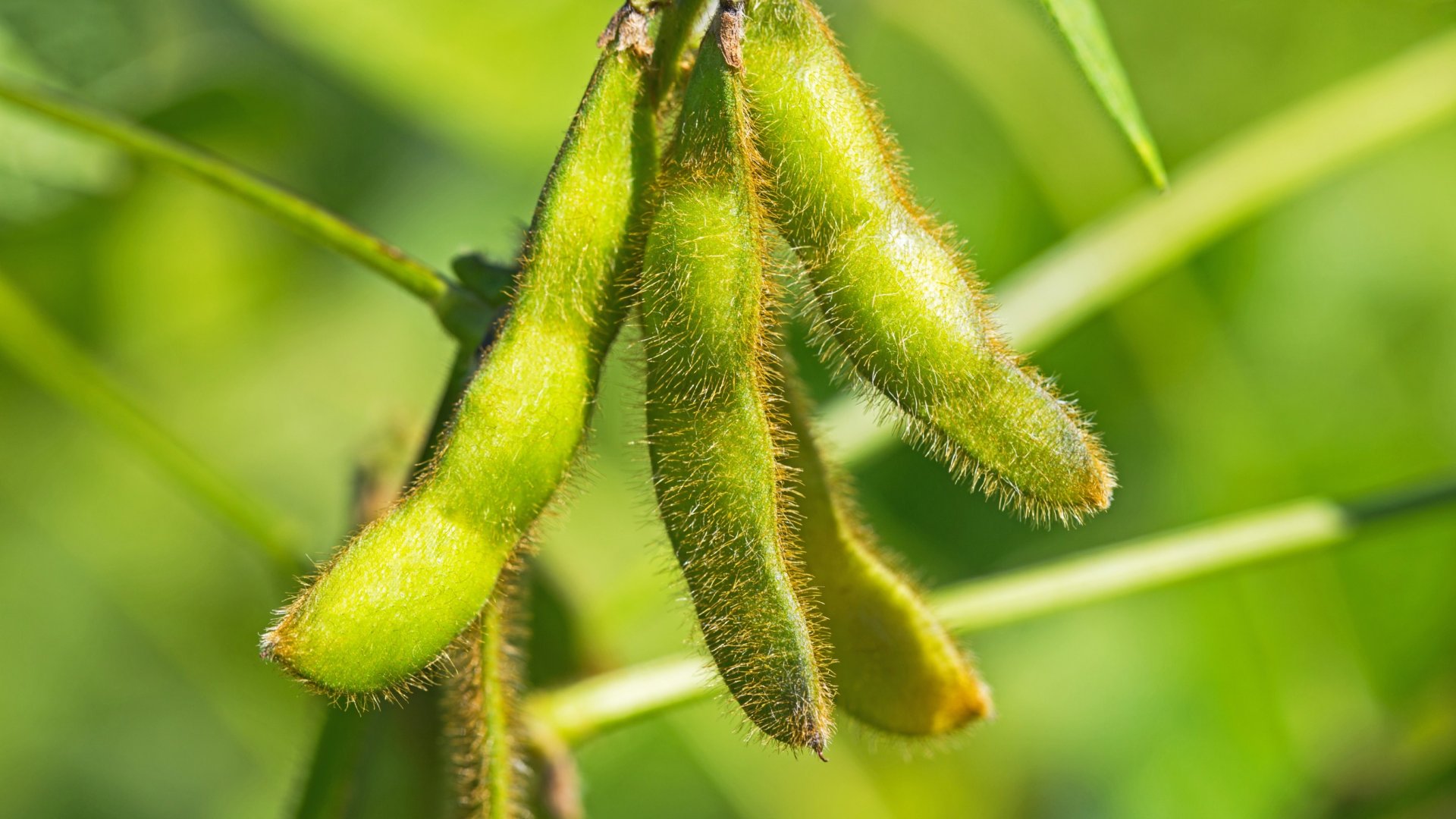 Hogyan termesszünk szójababot, és milyen előnyei vannak ennek a magas protein tartalmú hüvelyesnek Hogyan termesszünk szójababot, és milyen előnyei vannak ennek a magas protein tartalmú hüvelyesnek