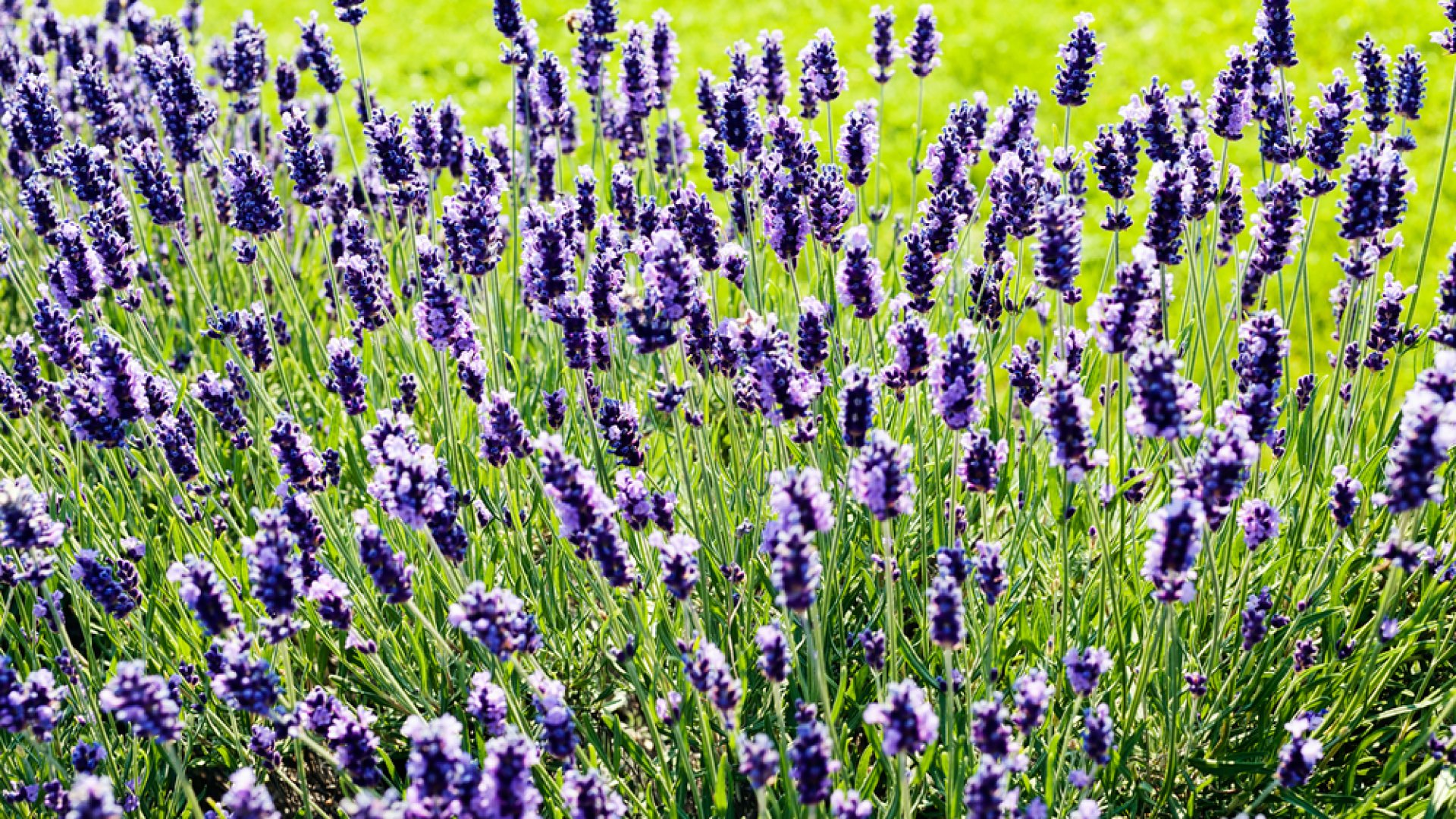 5 növény, ami valódi csodaszer a szúnyogok ellen