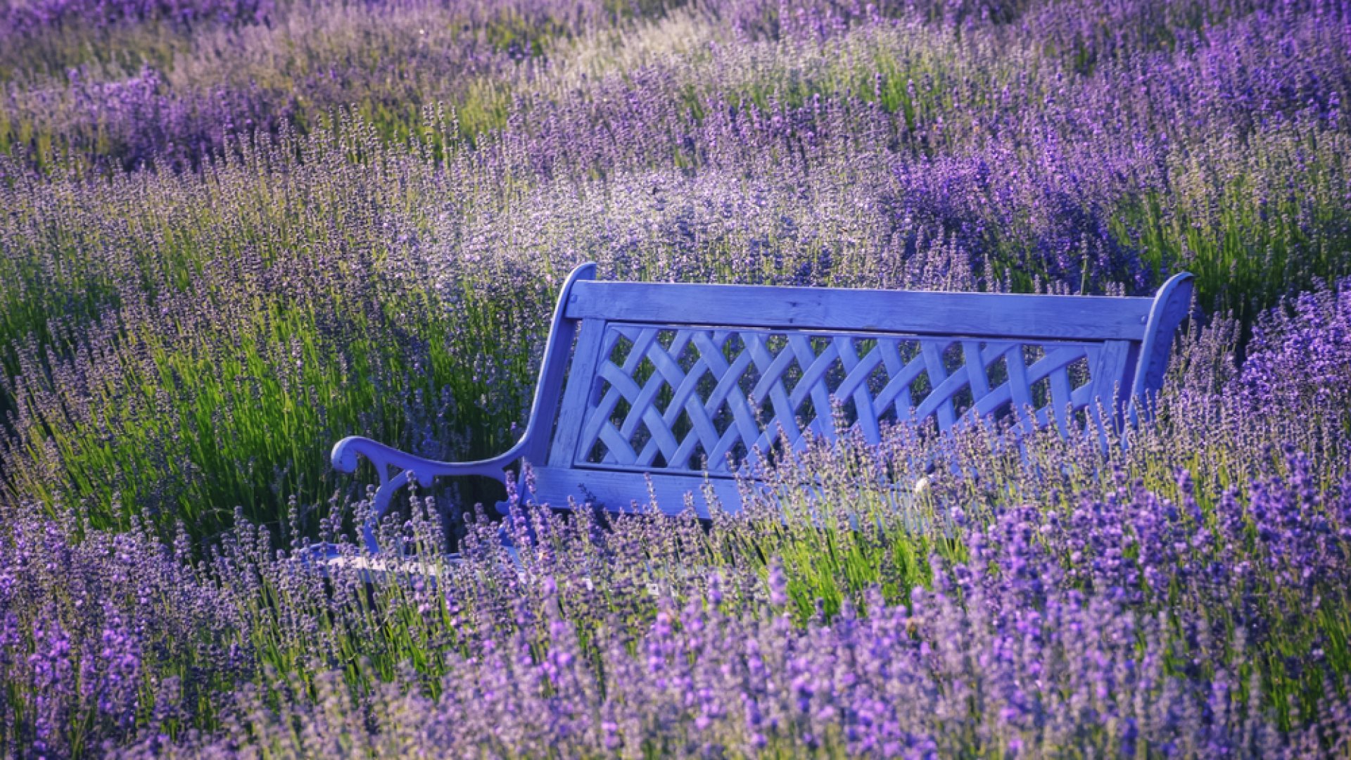 A Balaton-felvidék eldugott levendulásai- mintha tündérországban járnánk