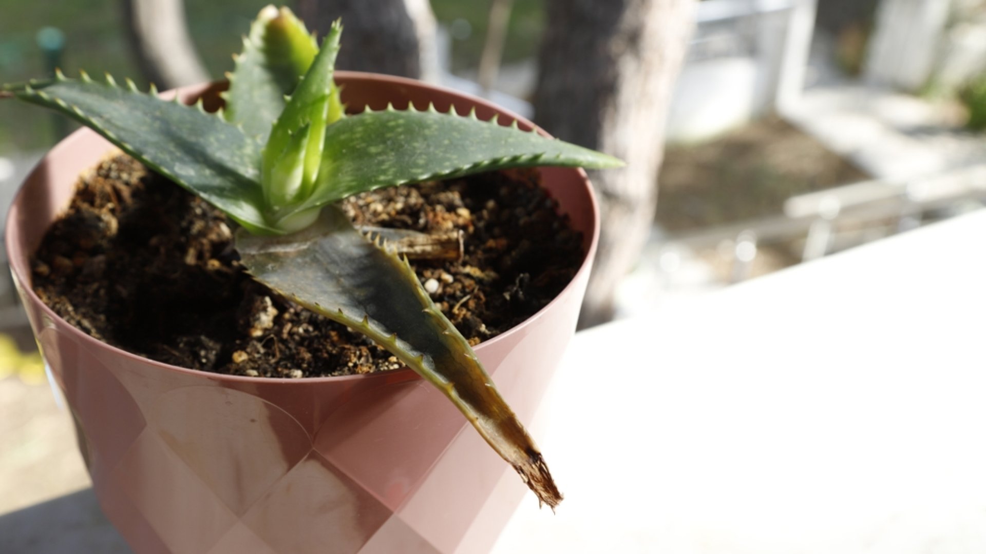 Tlntztt aloe vera?  itt a megolds a megmentsre