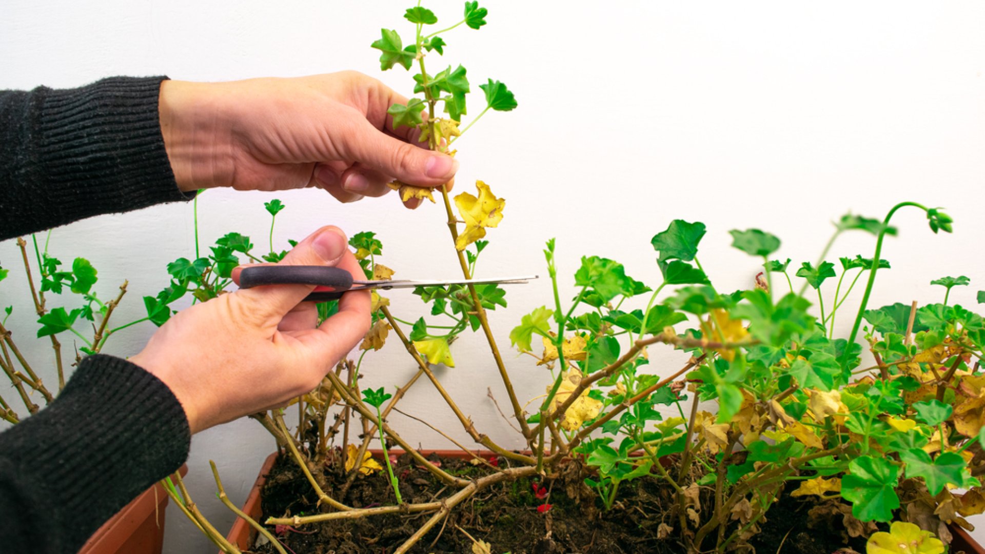 7 gyakori ok, amiért a muskátli levelei megsárgulnak