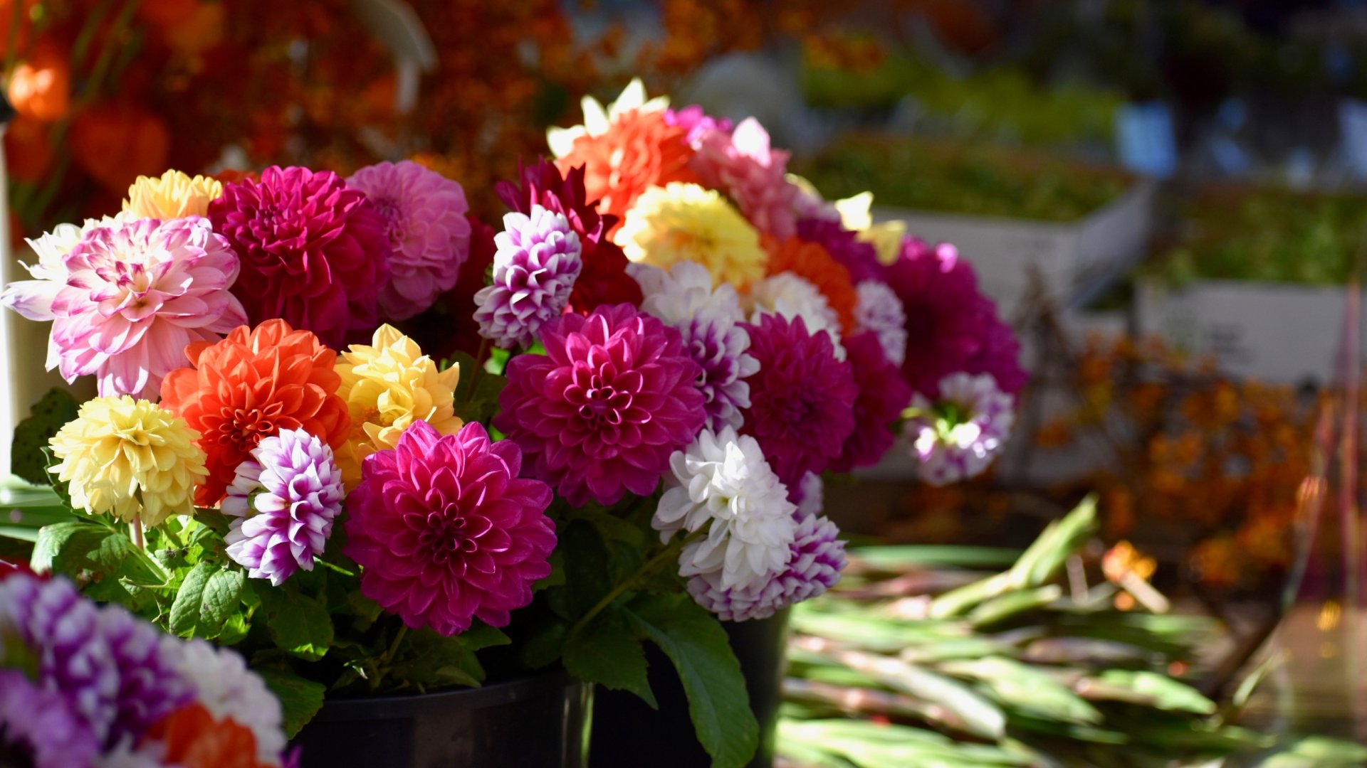 Az 5 legszebb Dália fajta – Ha igazi különlegességet szeretnél a kertedbe