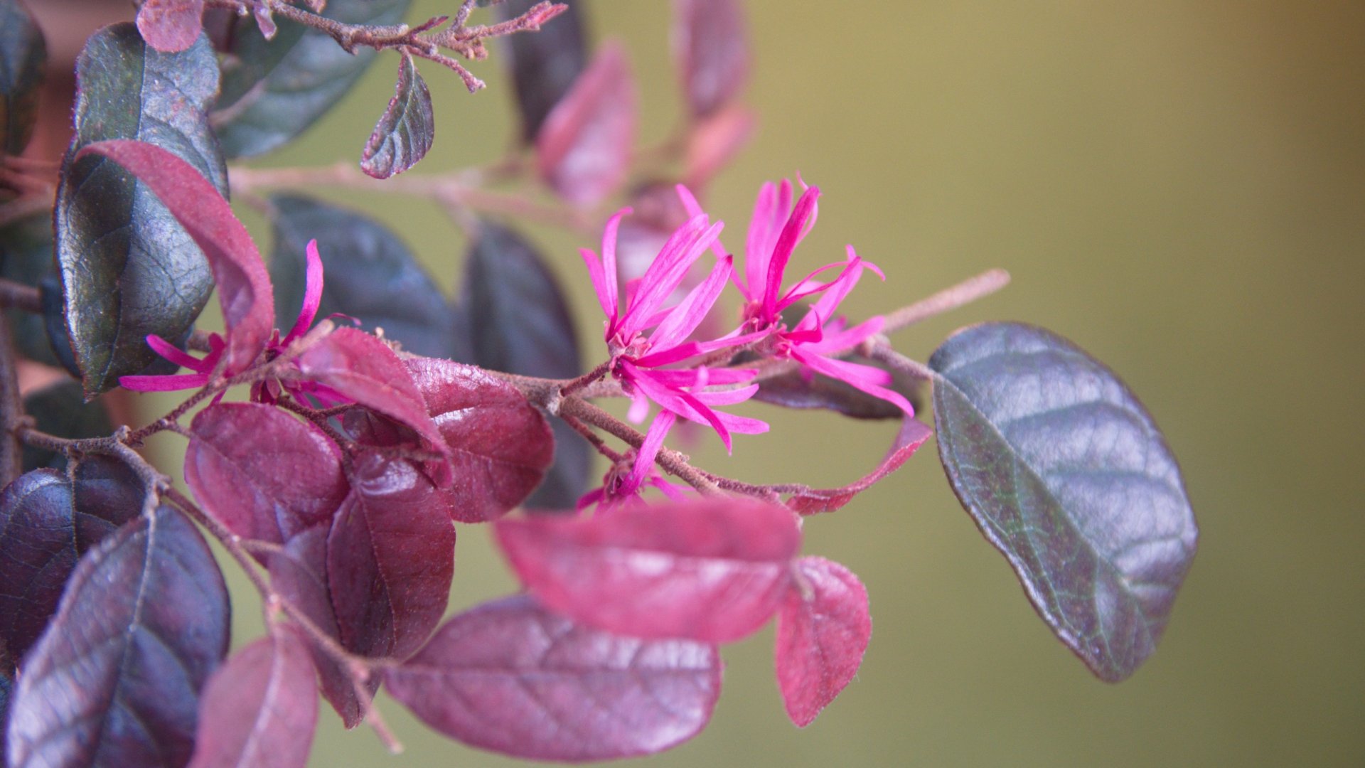 A kínai rojtosvirág (Loropetalum) termesztése és gondozása