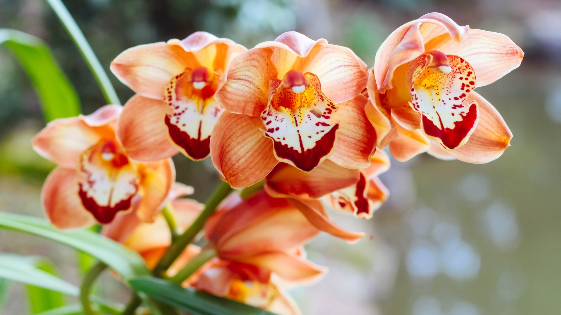 Az orchideák szaporítása –  Három szakértői módszer