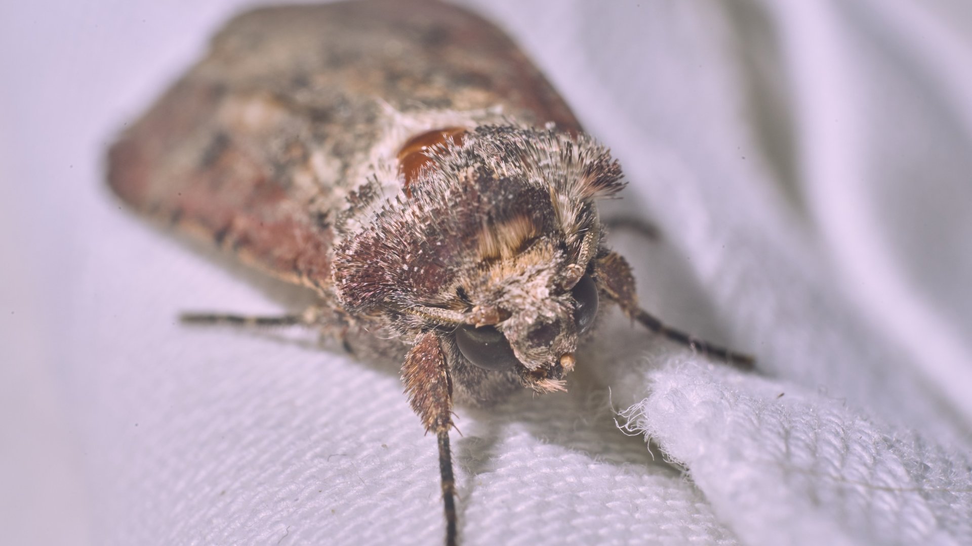 Molylepkék elleni védekezés természetes módszerrel: az ecet hatékonyságának ereje Molylepkék elleni védekezés természetes módszerrel: az ecet hatékonyságának ereje