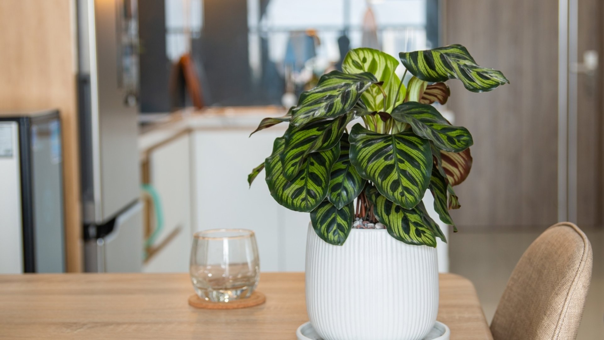 Könnyen ápolható szobanövények, amiknek csak vízre van szükségük