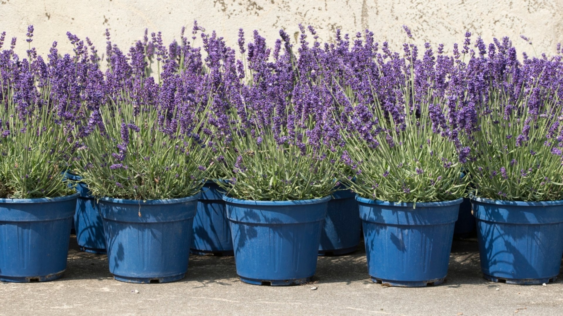 Milyen növényekkel érdemes társítani a levendulát, és miért?