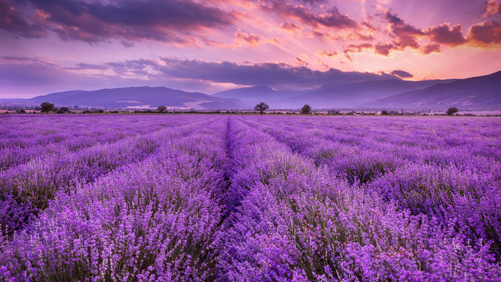 Segít a depresszió legyőzésében, gyulladást csökkent- a levendula jótékony hatásai