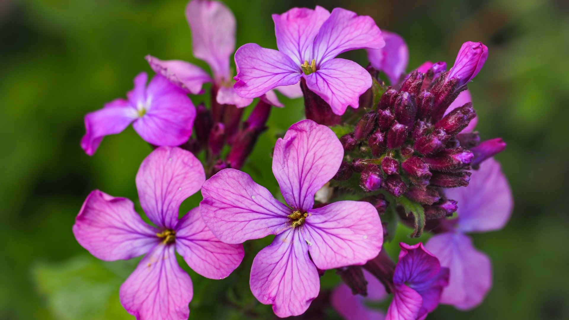 Ismerd meg a kerti Holdviolát – Nem csak a neve miatt olyan különleges