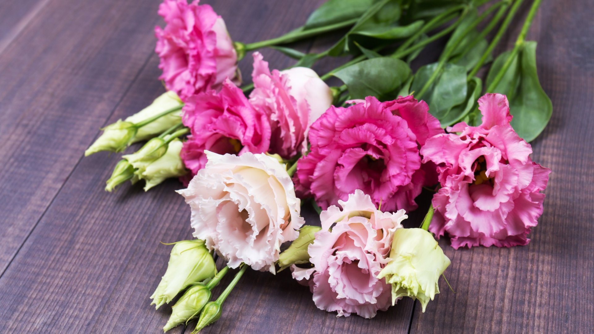 A legszebb liziantuszok, ha különleges virágokat szeretnél kertedbe