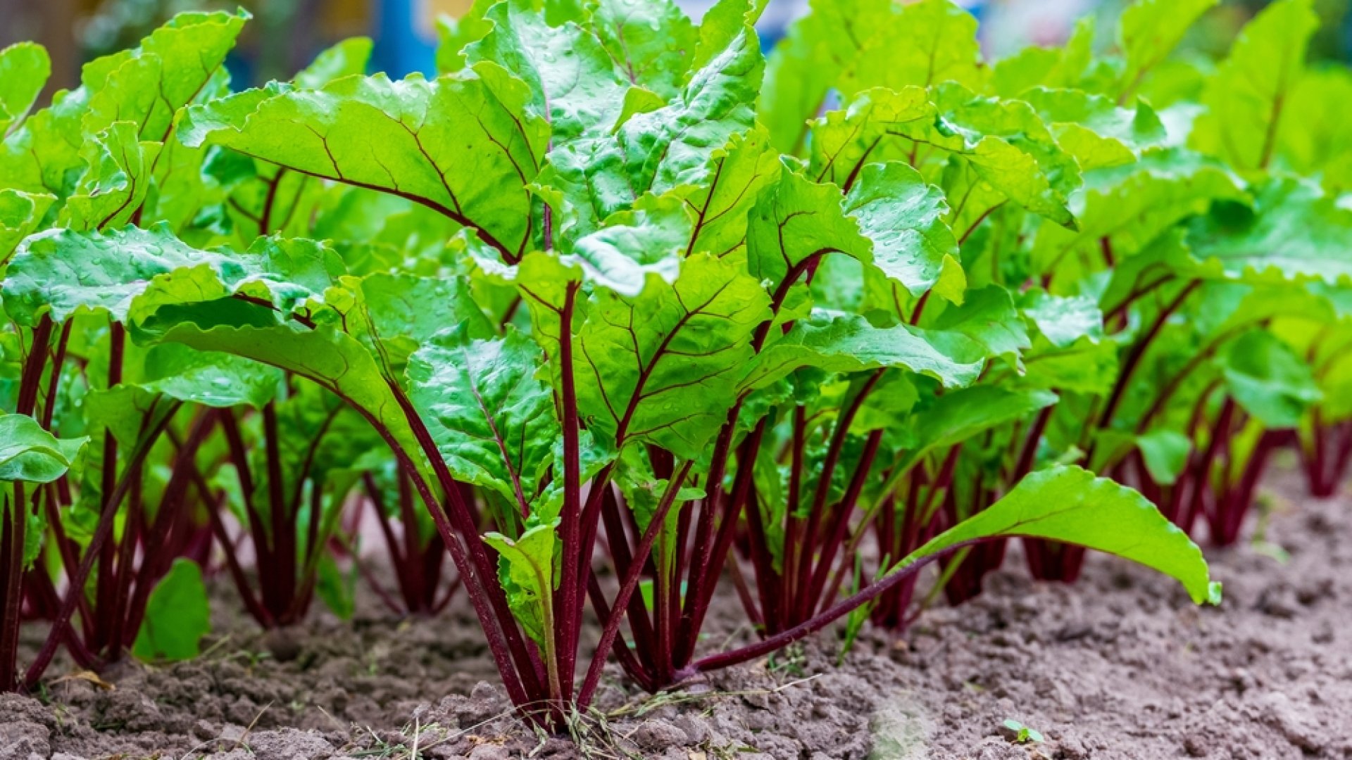 Ezek a zöldségek árnyékban is tökéletesen termeszthetőek