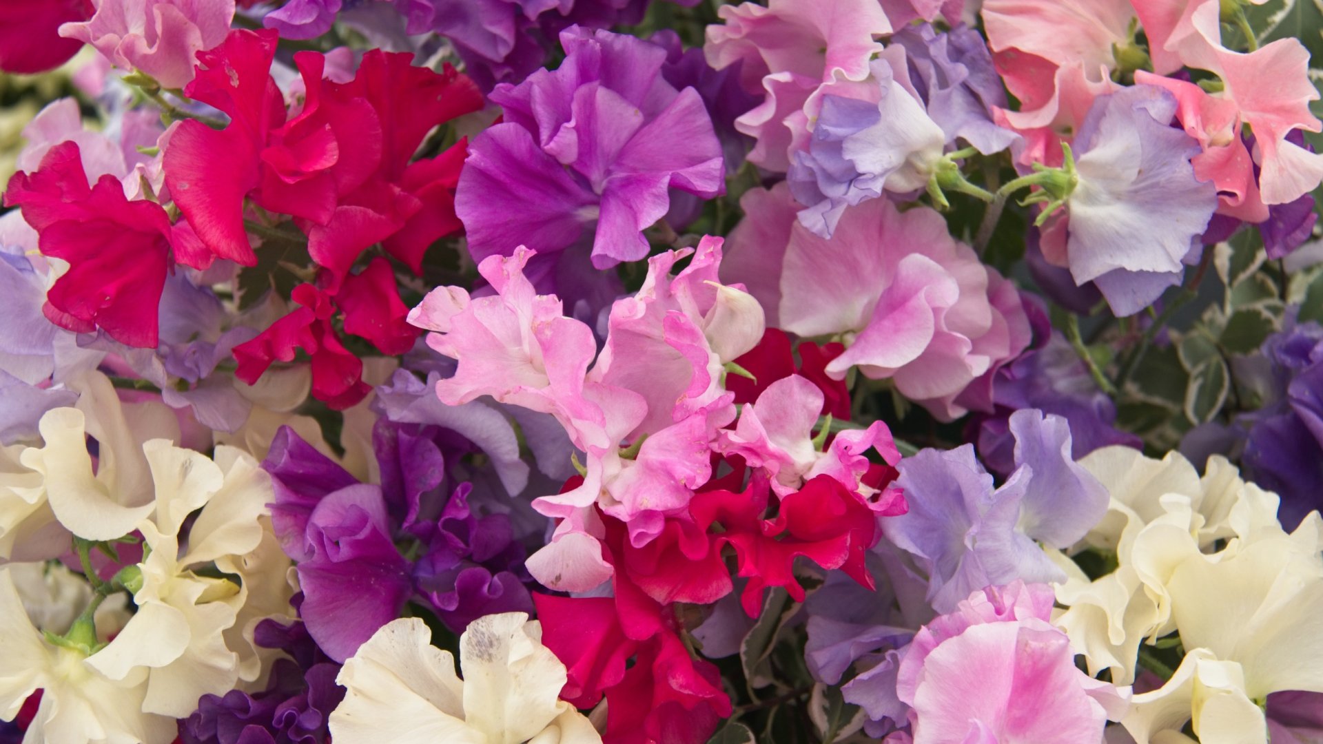 A szagosbükköny (Japanese Sweet Pea) virágok varázsa és gondozása