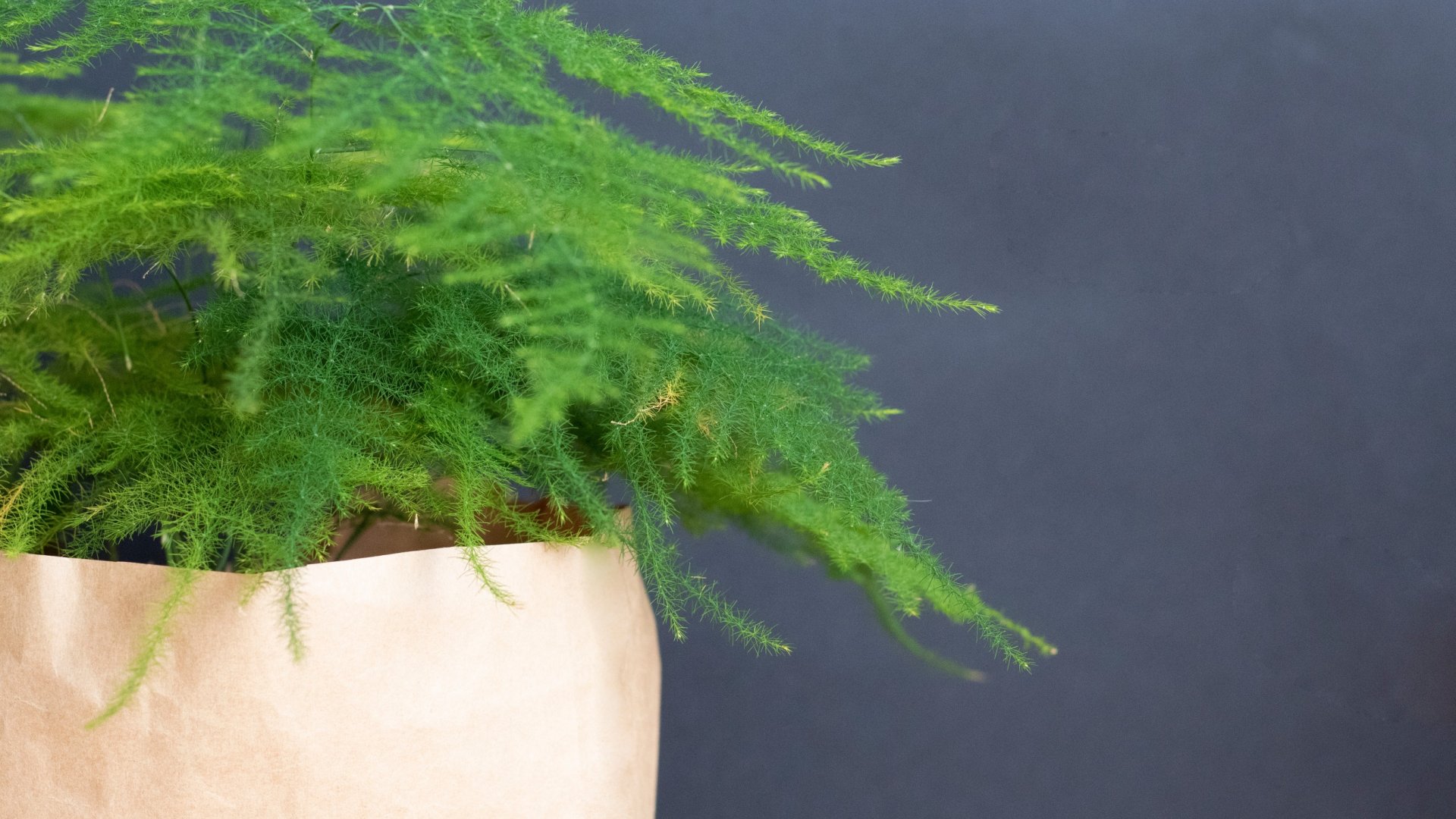 Dzsungel a nappalidban – így gondozzunk aszparáguszt