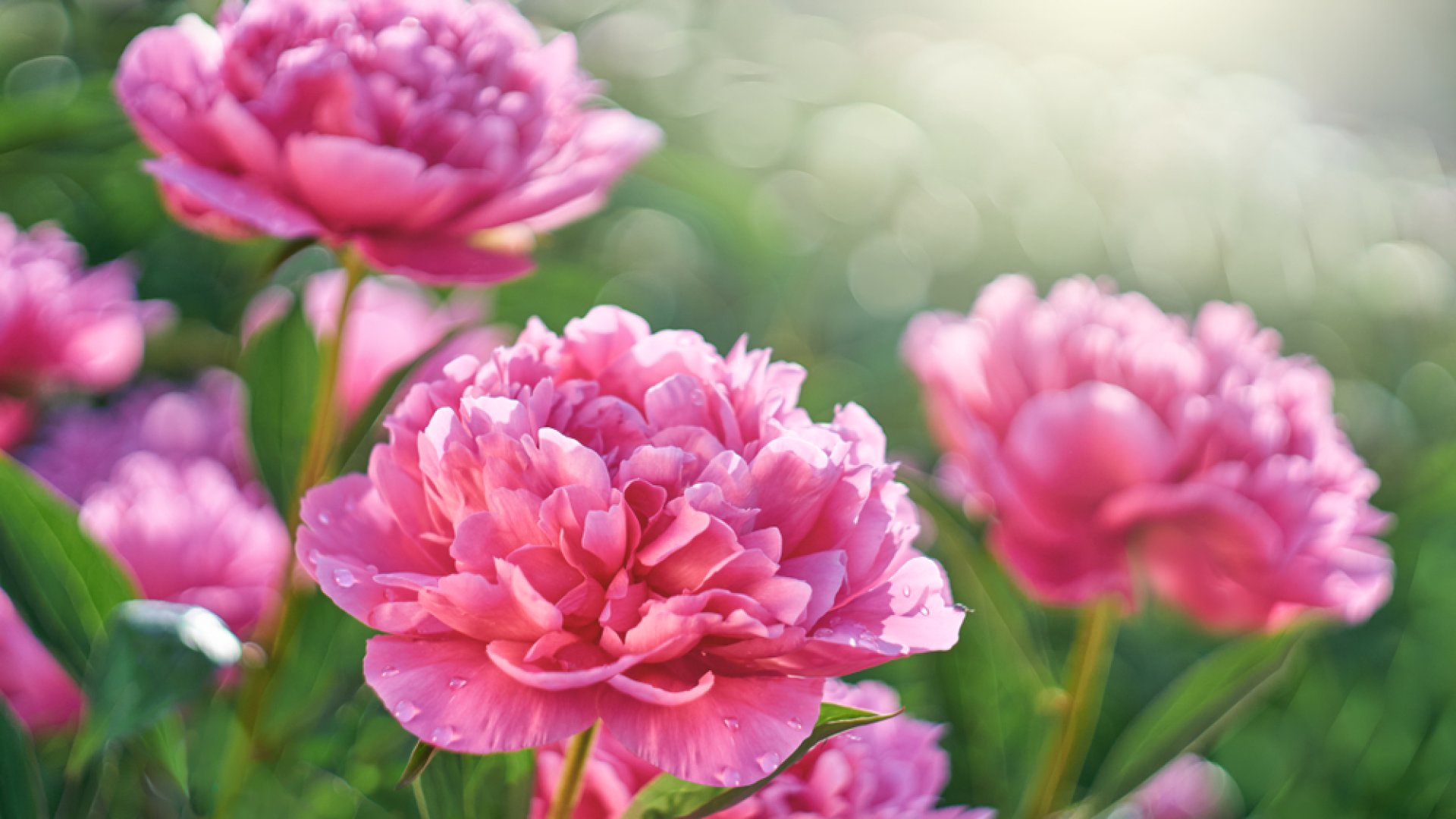 Ennek a 7 nyári virágnak nagyon különleges, titkos jelentése van