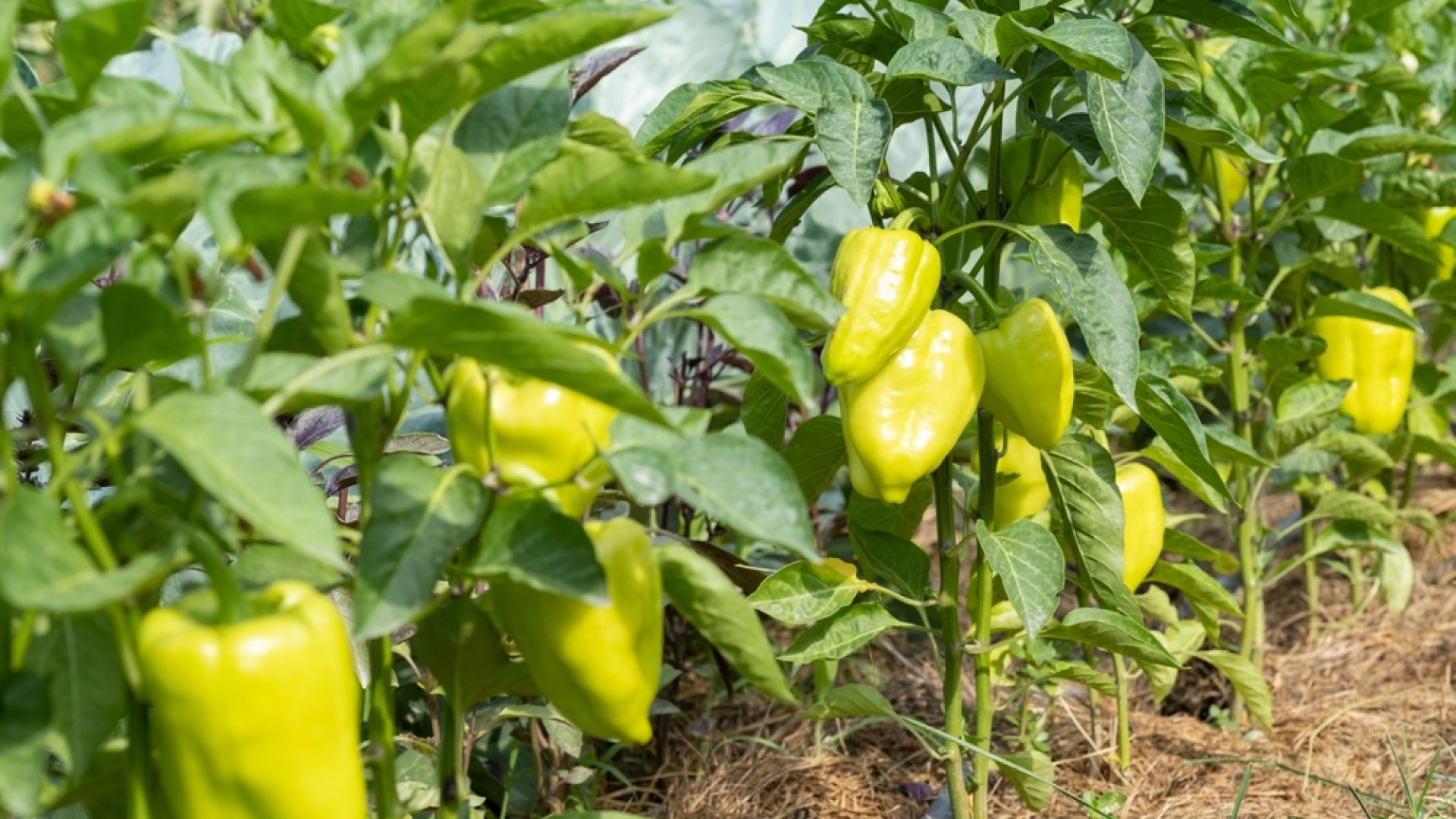 8 társnövény, amely tökéletes a paprika számára  8 társnövény, amely tökéletes a paprika számára
