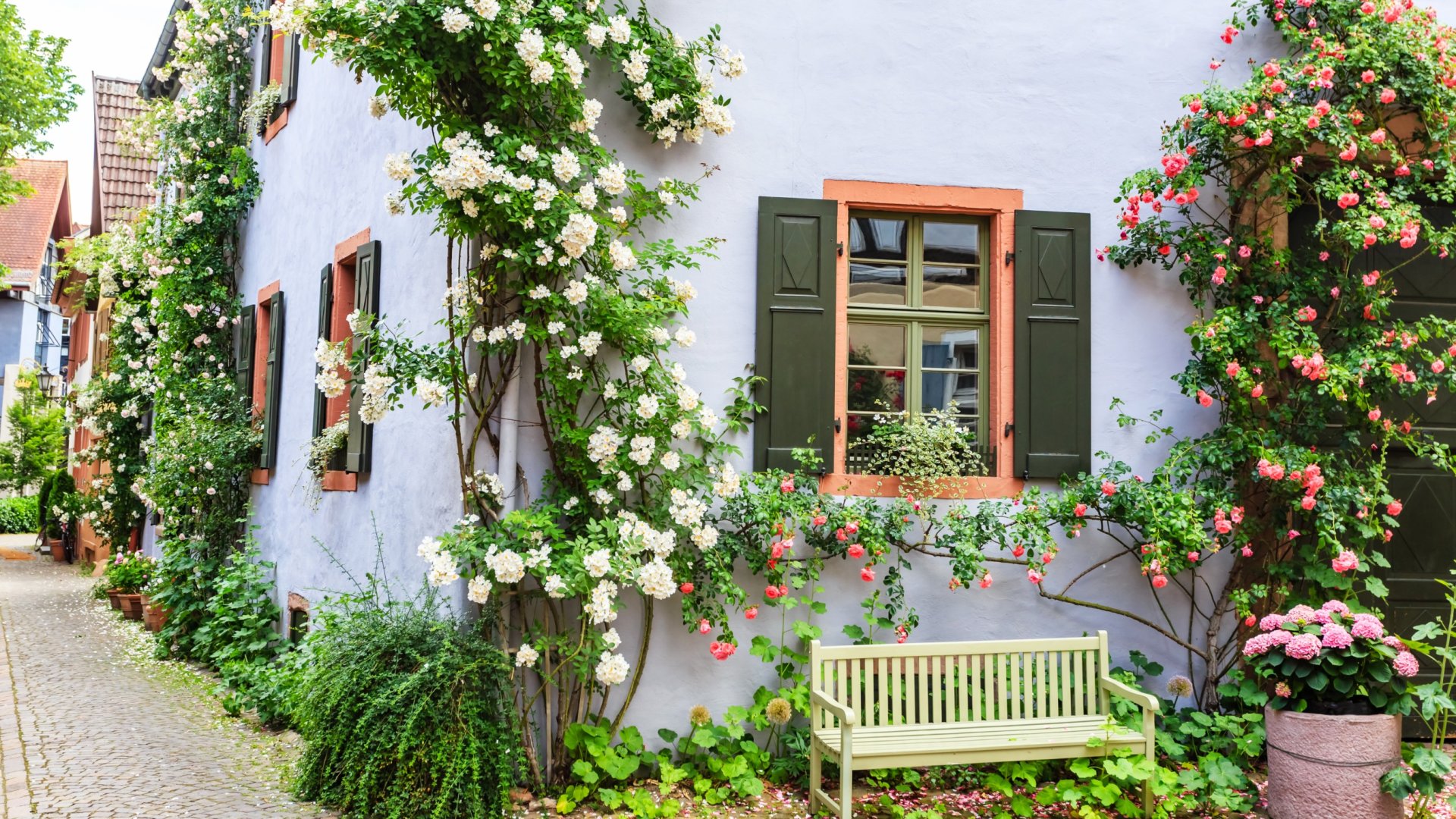 Hogyan futtasd fel a futórózsát? Ezekkel a tippekkel mindenki irigykedik majd a rózsakertedre!