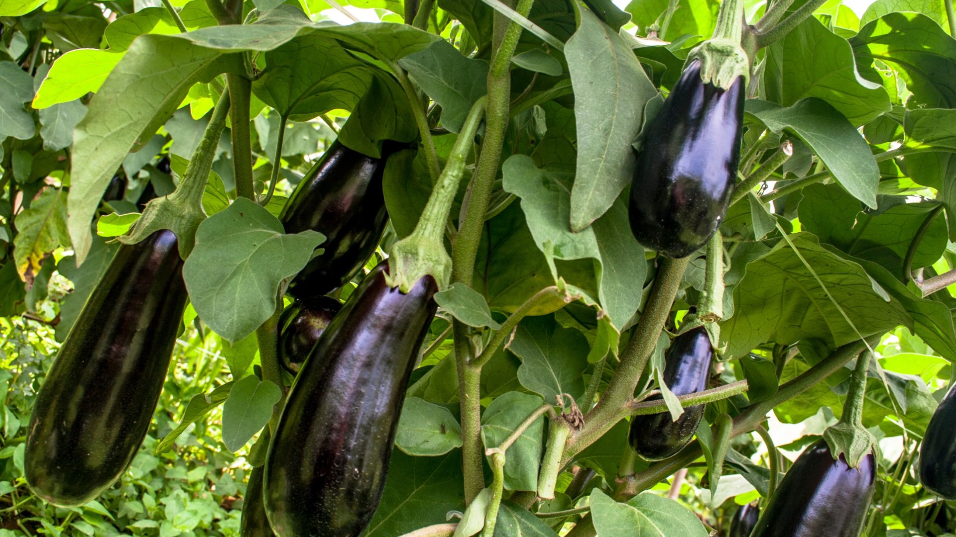 Mit ültessünk júniusban? – Lehet-e még ültetni júniusban egyáltalán?