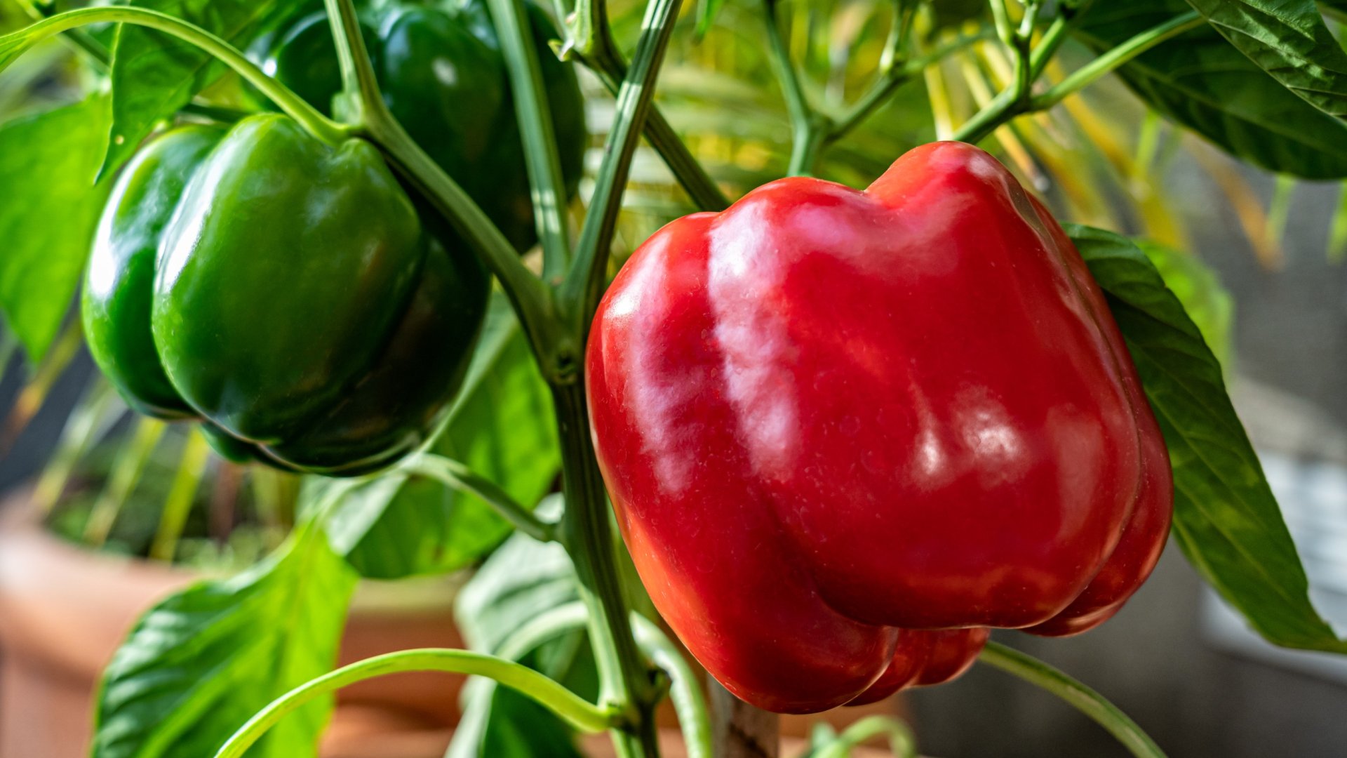 Kaliforniai paprika termesztése virágos ládában vagy cserépben