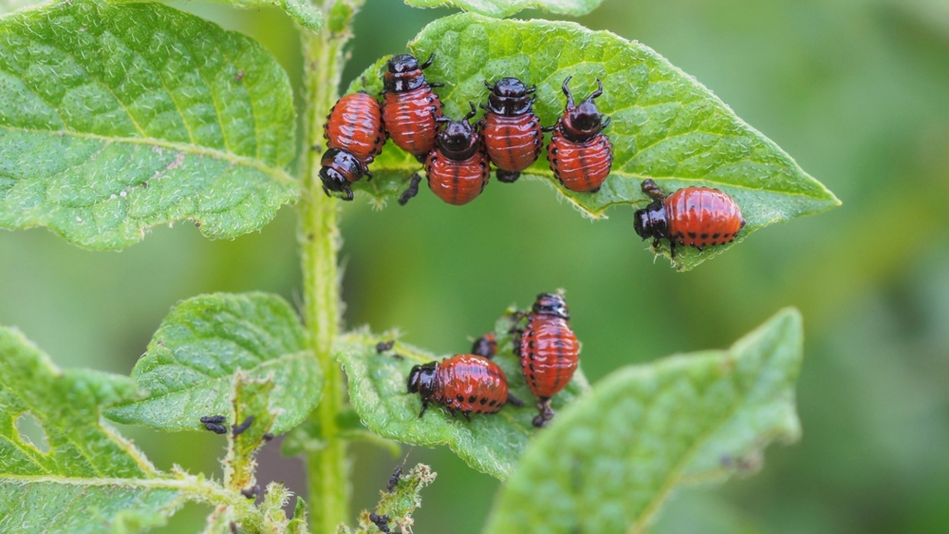 Ültesd ezeket a növényeket a burgonya mellé, hogy távol tartsd a kártevőket