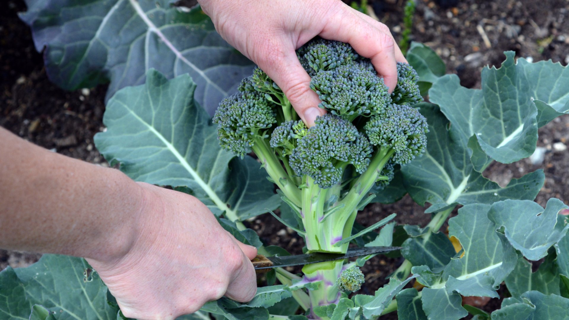 Hogyan és mikor takarítsuk be a brokkolit a legjobb termés érdekében?