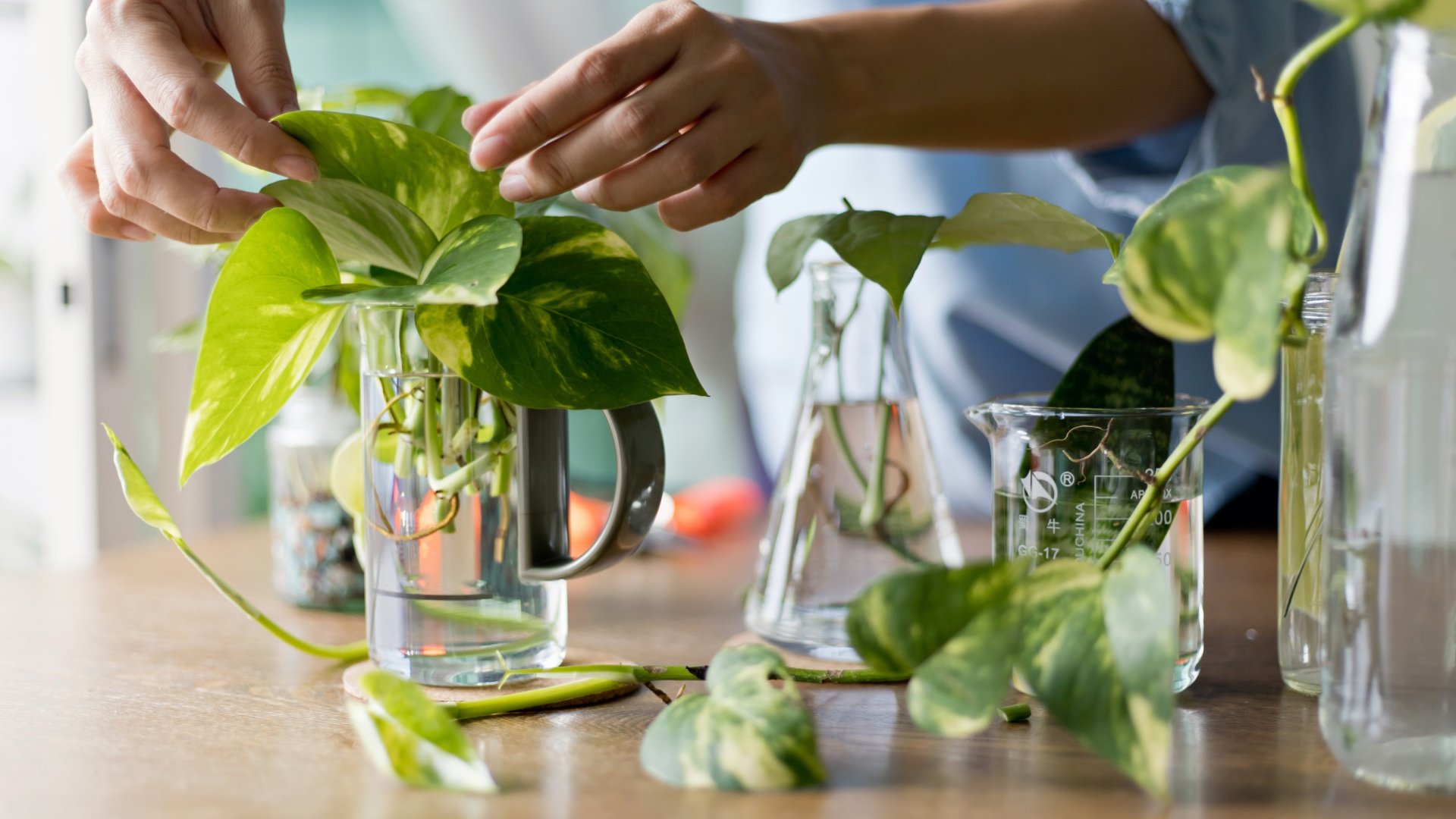 6 hiba, amit el kell kerülni a növények vízben történő szaporítása során – és mit tegyünk helyette