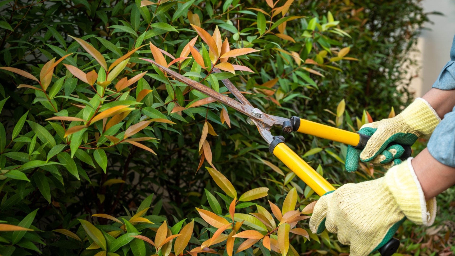 Liliomok metszése – Hogy még több virágot hozzon a következő évben!