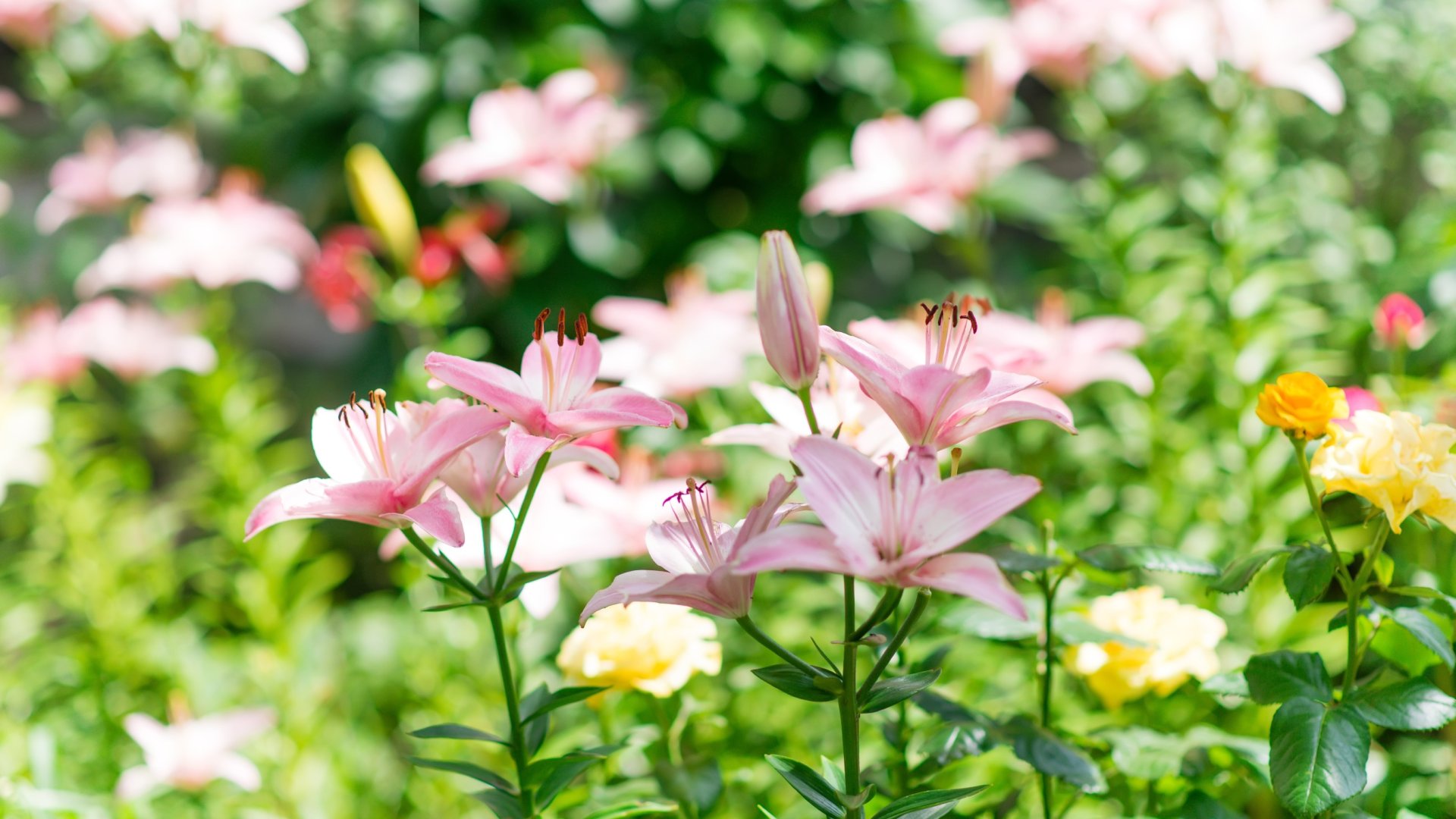 Liliom ültetése kertiágyásba – Csodás illat árasztja majd el a kertedet, ha beülteted ilyen csodás liliomokkal!