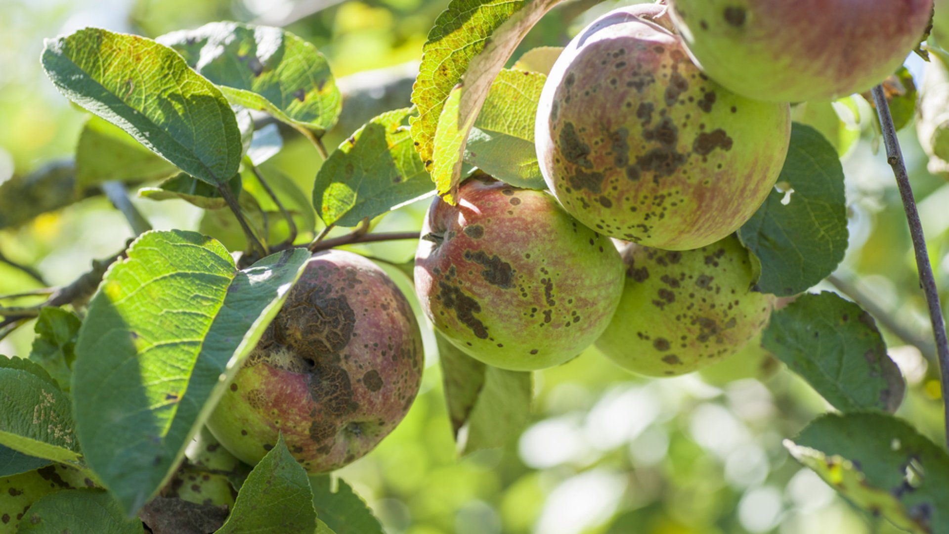 Ez a 5 leggyakoribb almafa betegség: így előzd meg őket! Ez a 5 leggyakoribb almafa betegség: így előzd meg őket!