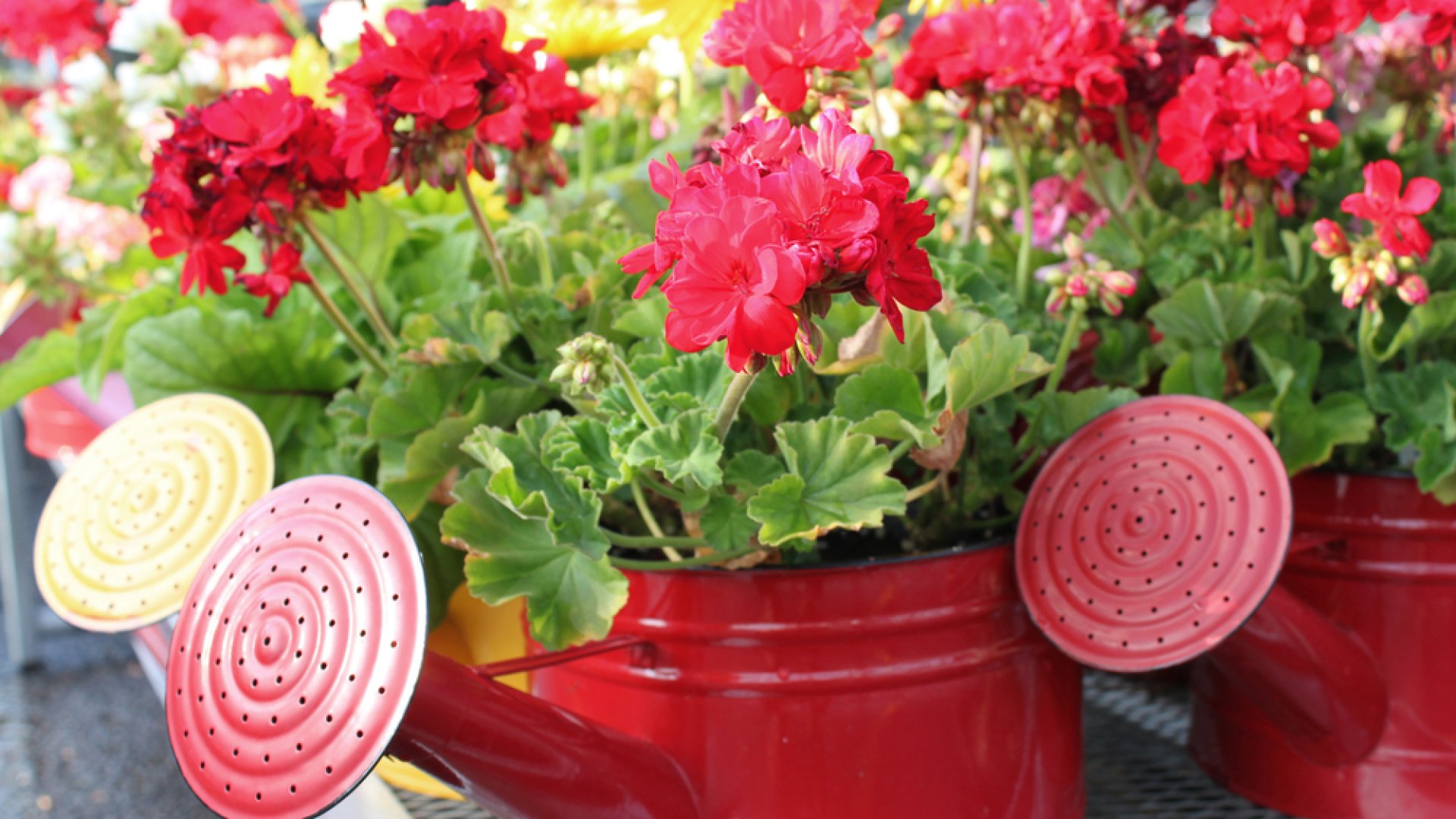 Muskátli ültetése nem hétköznapi módon: kreatív muskátli ültetési ötletek