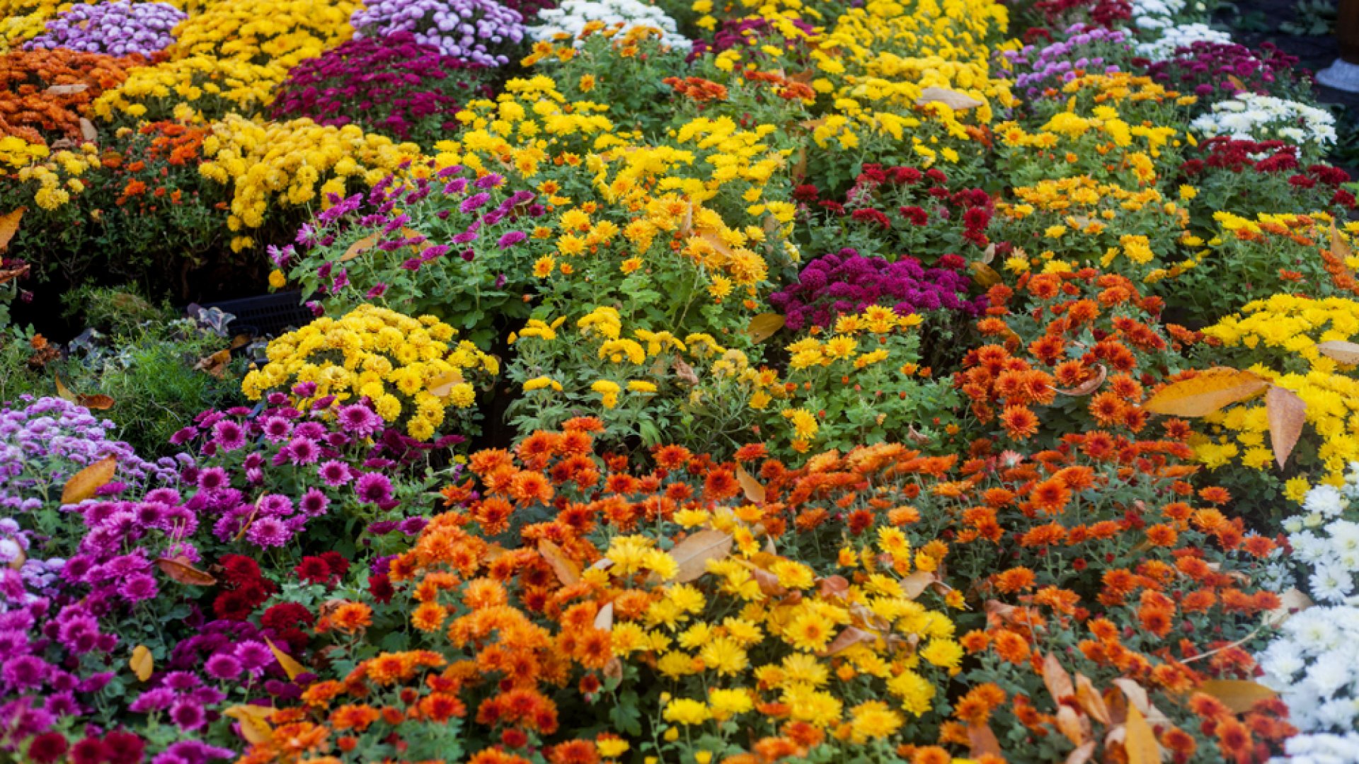 A tavasz legjobb virágos eseménye: Gyulai Virágok Fesztiválja 2023