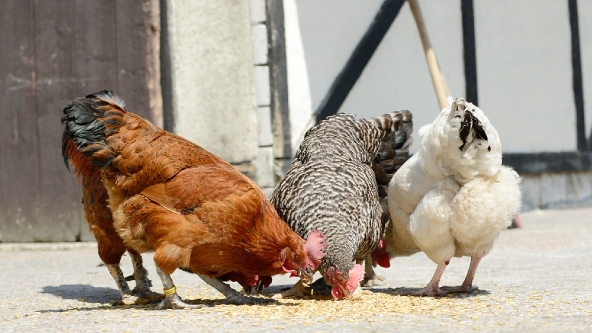 A fekete arany: használj csirketrágyát a kertedben a jobb termés érdekében