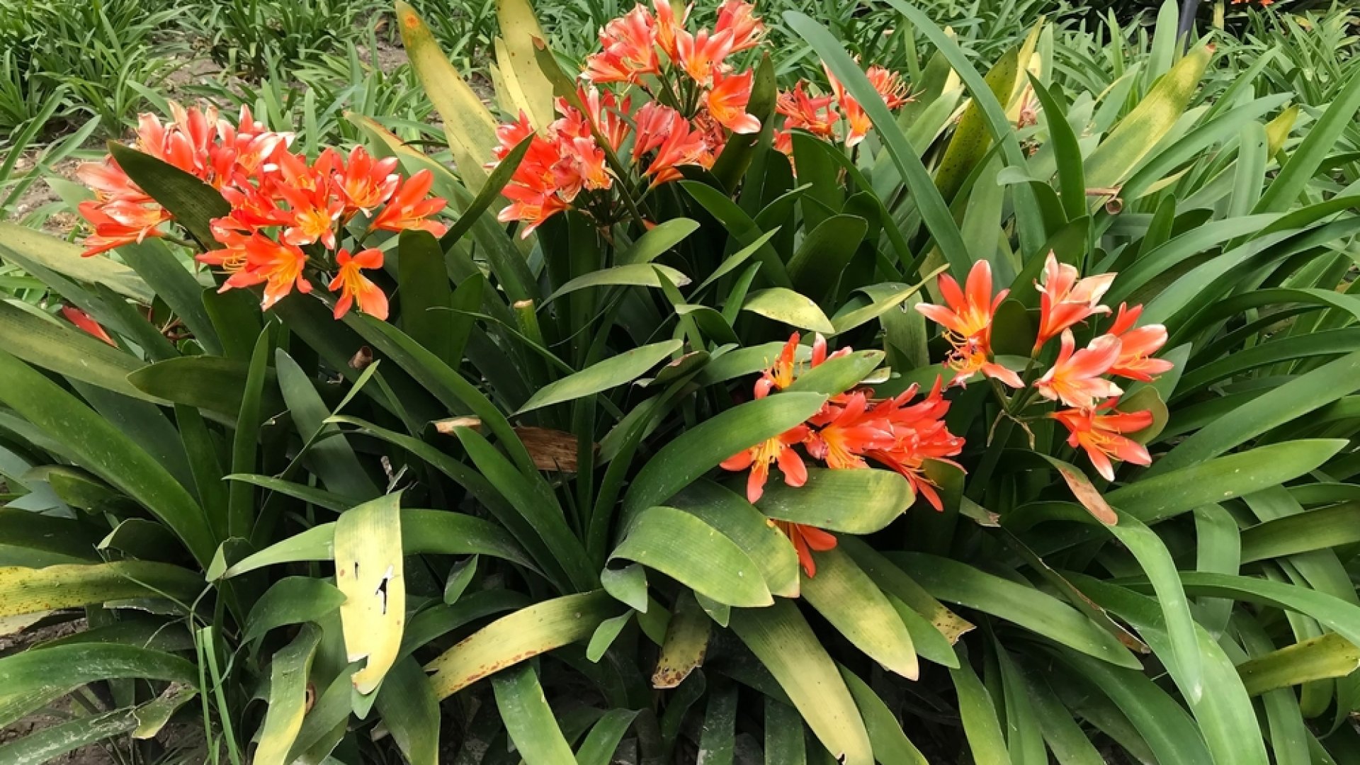 5 lenyűgöző trópusi virág, amit te is elültethetsz