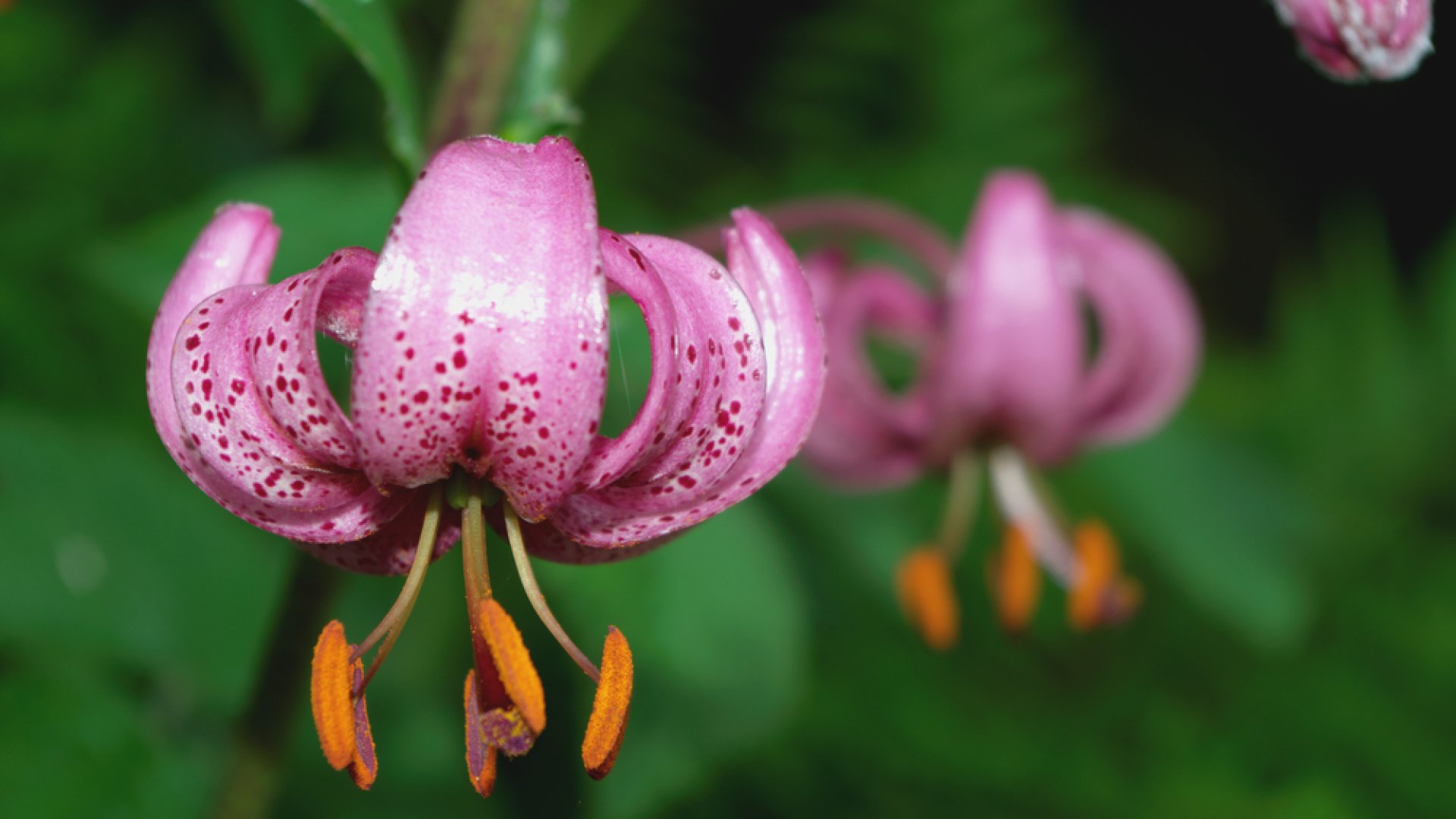 Különleges liliomok a kertedbe: 4 csodaszép liliom fajta