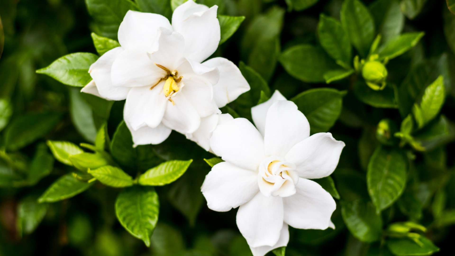 Miért sárgulnak be a gardénia leveli? – az alacsony vasszint lehet a bűnös