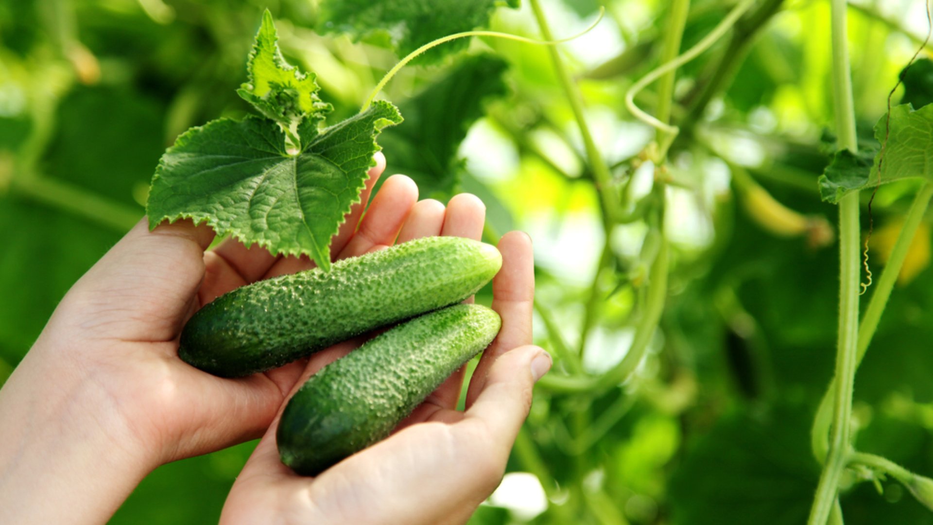 Miért keserű az uborka termésem? – 5 tipp a rossz ízek előkerüléséhez Miért keserű az uborka termésem? – 5 tipp a rossz ízek előkerüléséhez