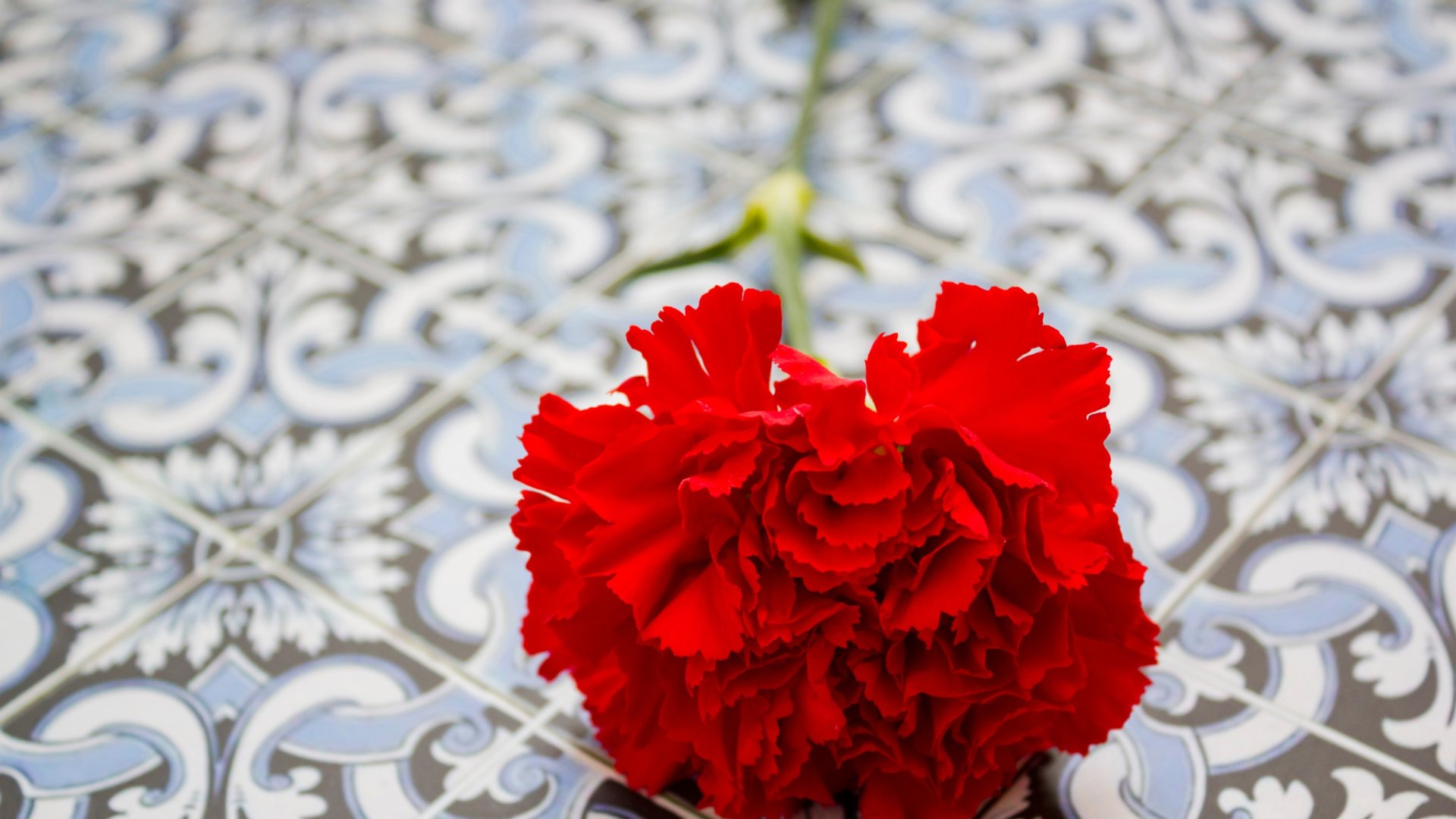 Április 25. a szabadság ünnepe? – A vörös szegfű napja Április 25. a szabadság ünnepe? – A vörös szegfű napja