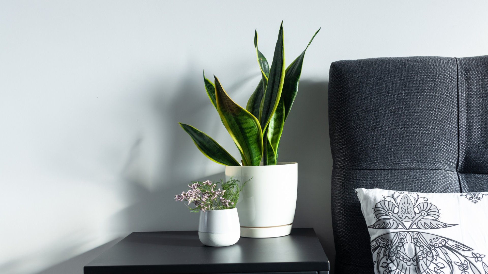 A legjobb növények az alvás elősegítésére – Ezek a növények segítik a jobb minőségű alvást