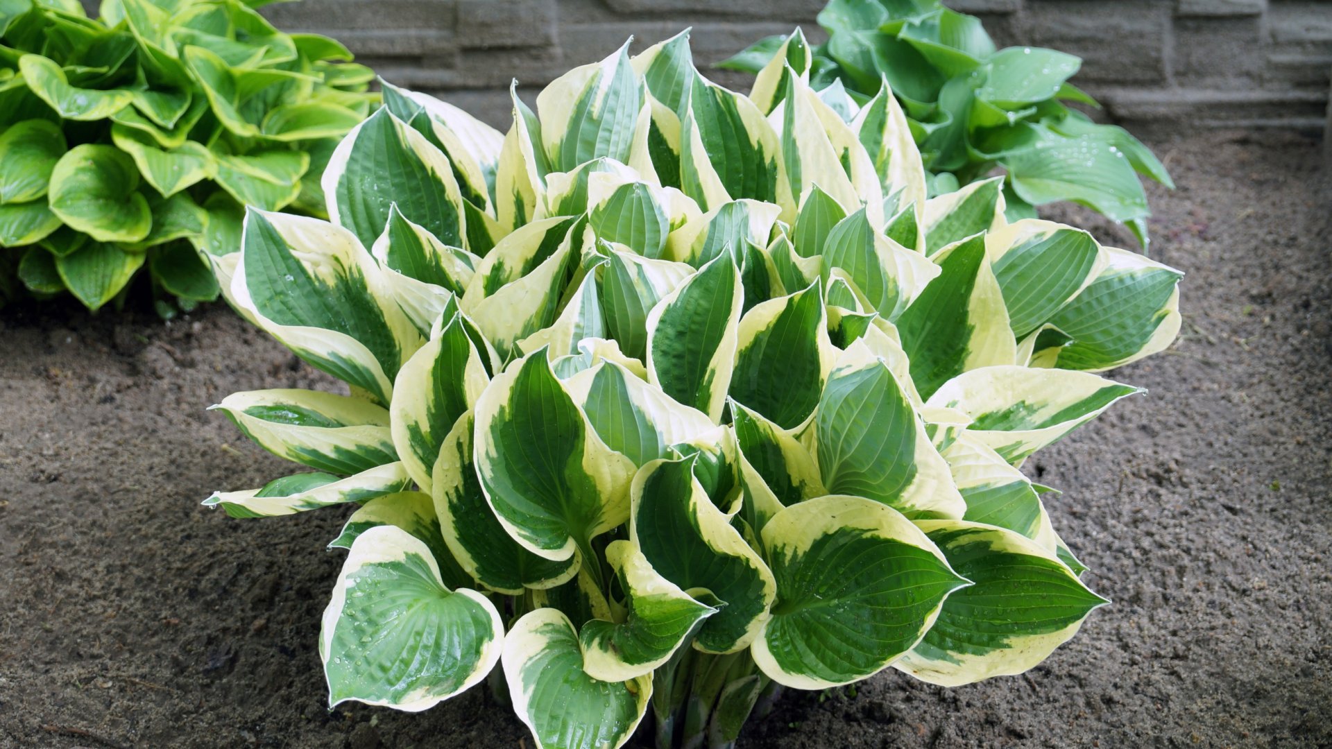 Minden, amit tudnod kell az árnyliliom gondozásáról