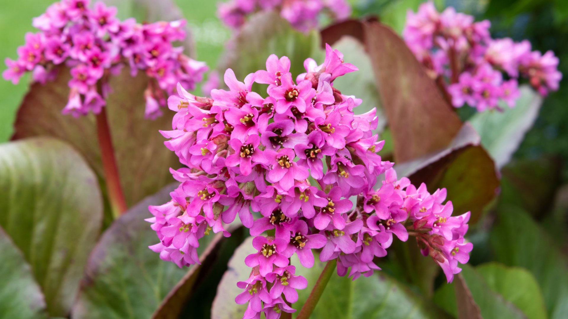 Bergenia, vagyis az érdekes nevű, de csodás virágú bőrlevél gondozása és termesztése