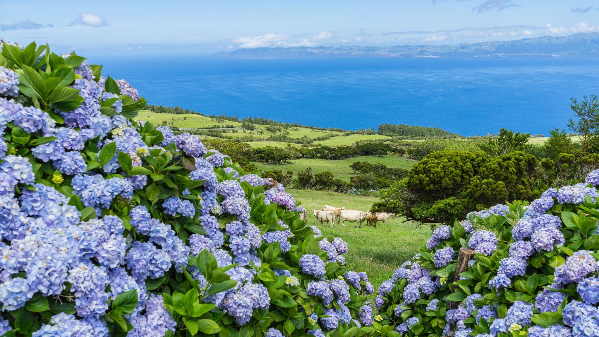 A világ legszebb virágai az Azori-szigeteki hortenziák A világ legszebb virágai az Azori-szigeteki hortenziák