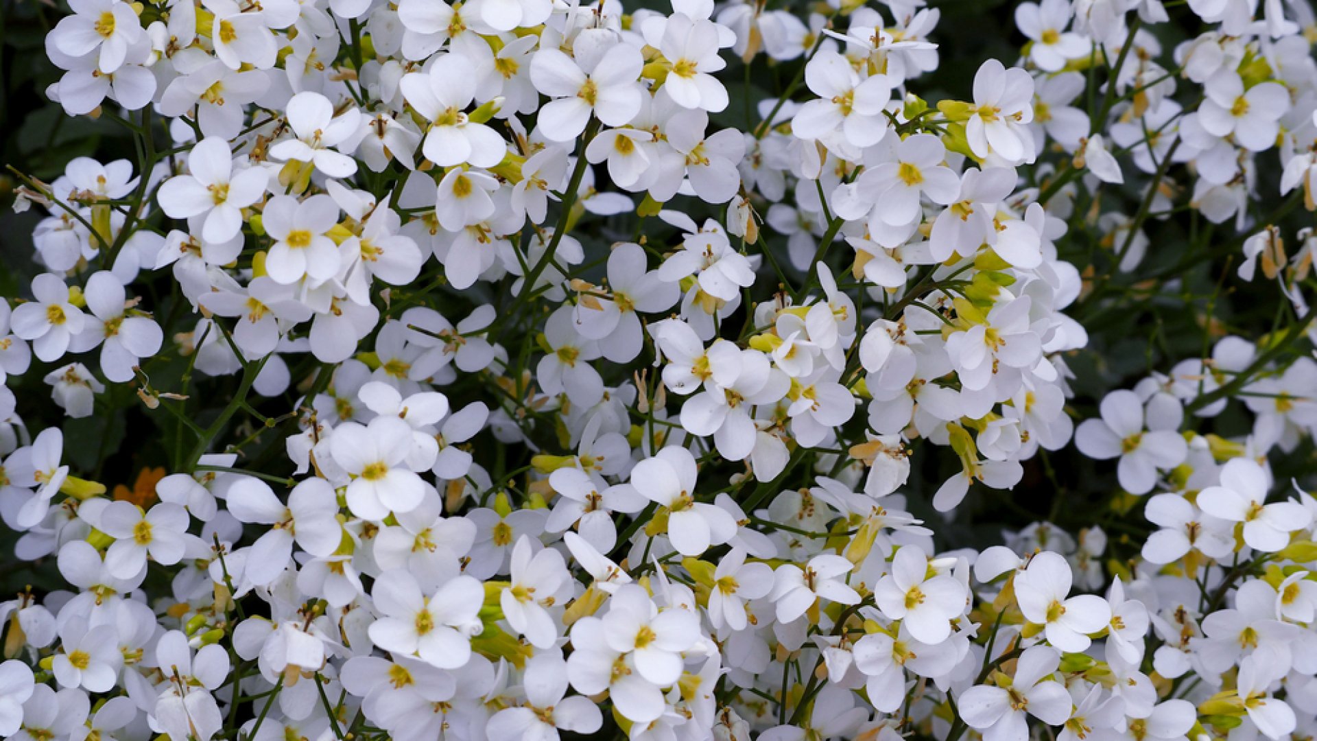 Ezek az apró virágok lesznek a kerted tökéletes kiegészítői 