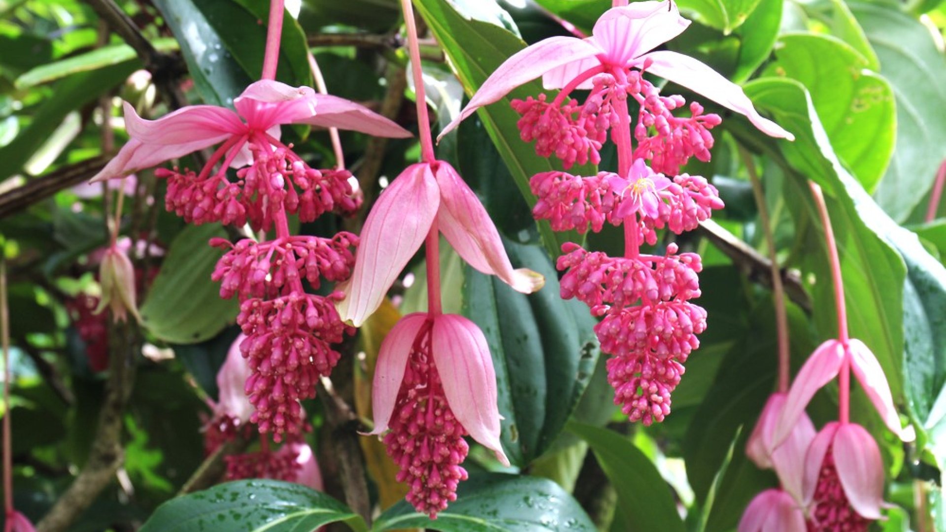 Ezek a leglenyűgözőbb trópusi virágok, amikért rajongani fogsz