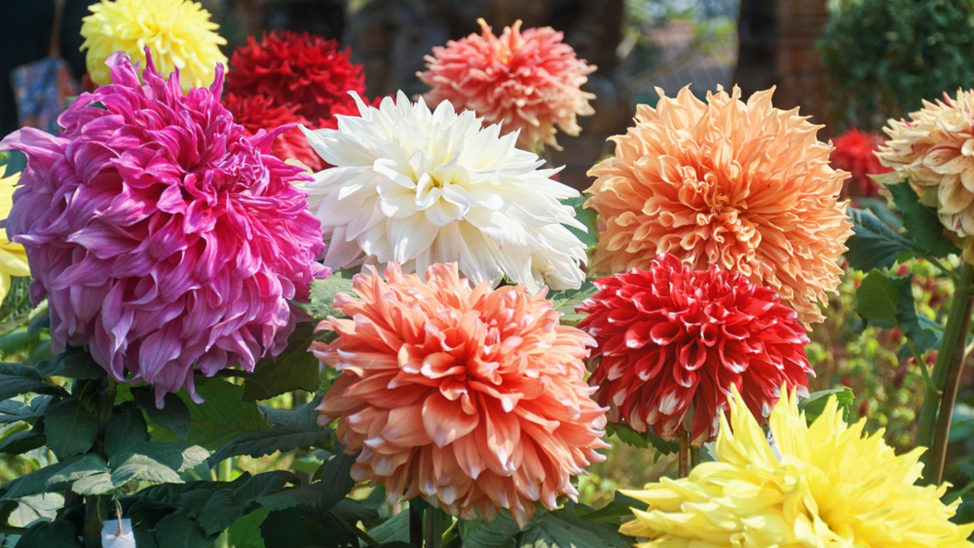 5+1 tipp, hogy szebbek, jobbak legyen a dáliáid